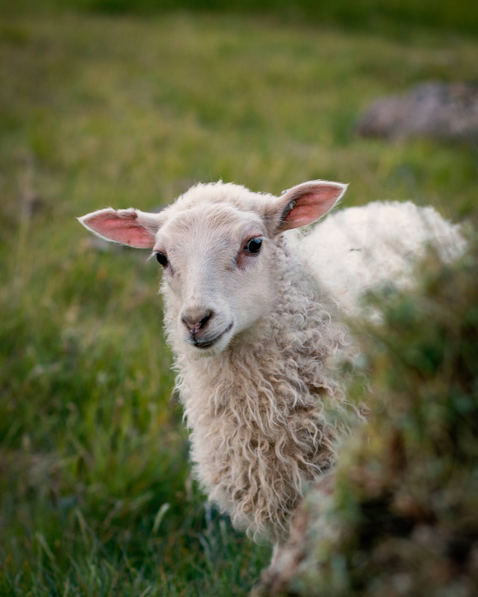 White Fur Sheep