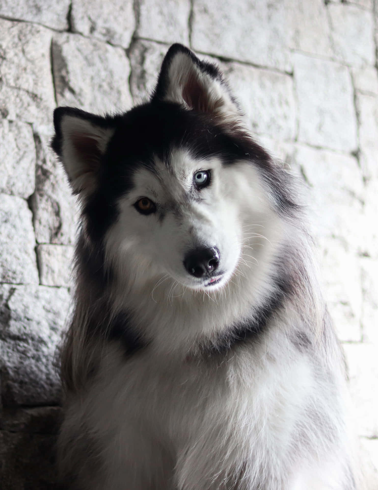 White Furry Siberian Husky