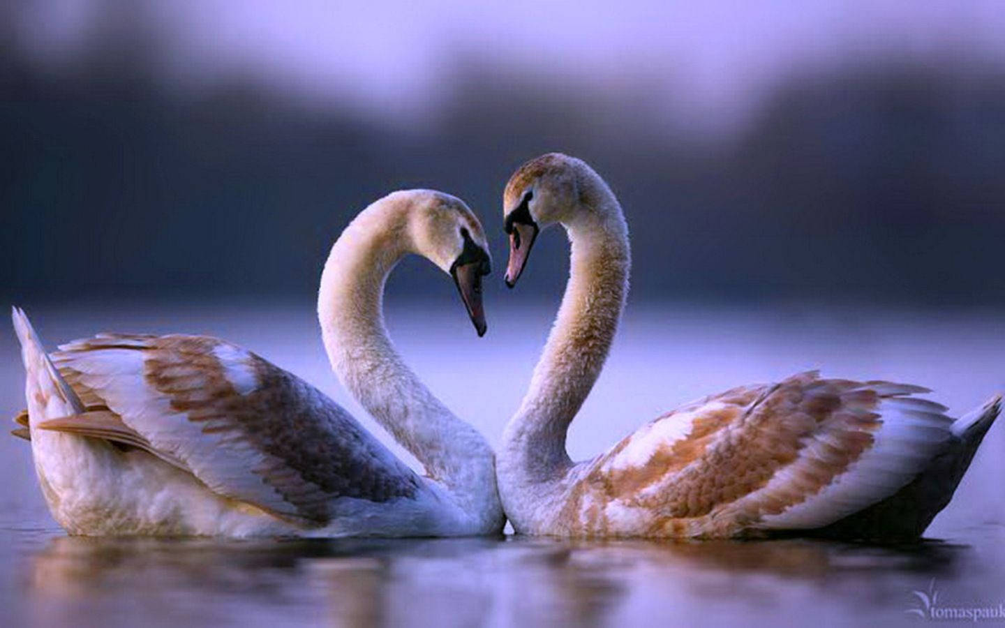 White Geese Hearts