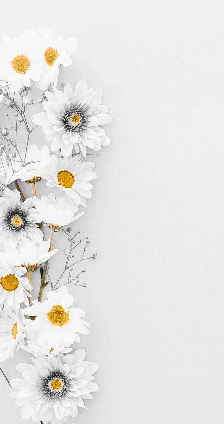 White Gerberas And Daisy Iphone Background