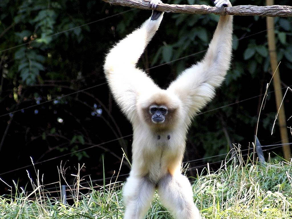 White Gibbon Holding Branch Background