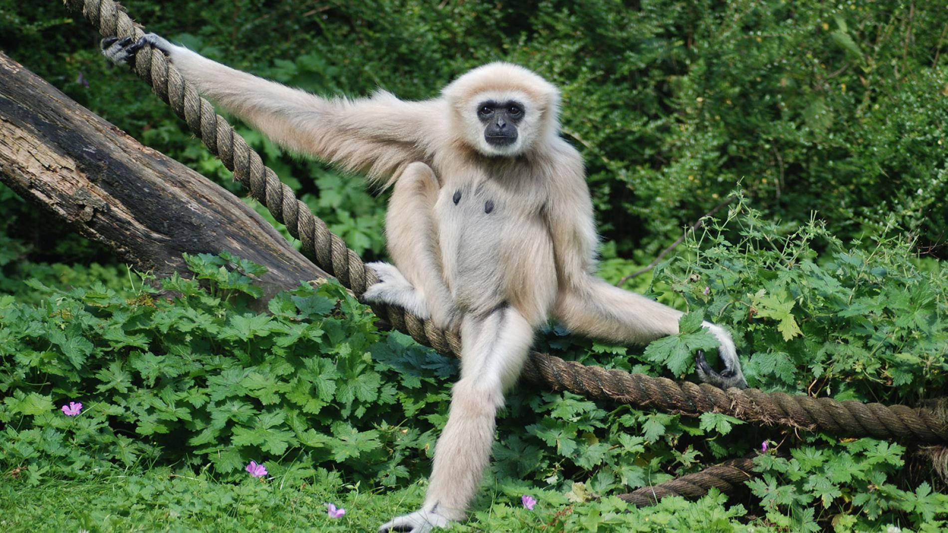 White Gibbon On Rope Background
