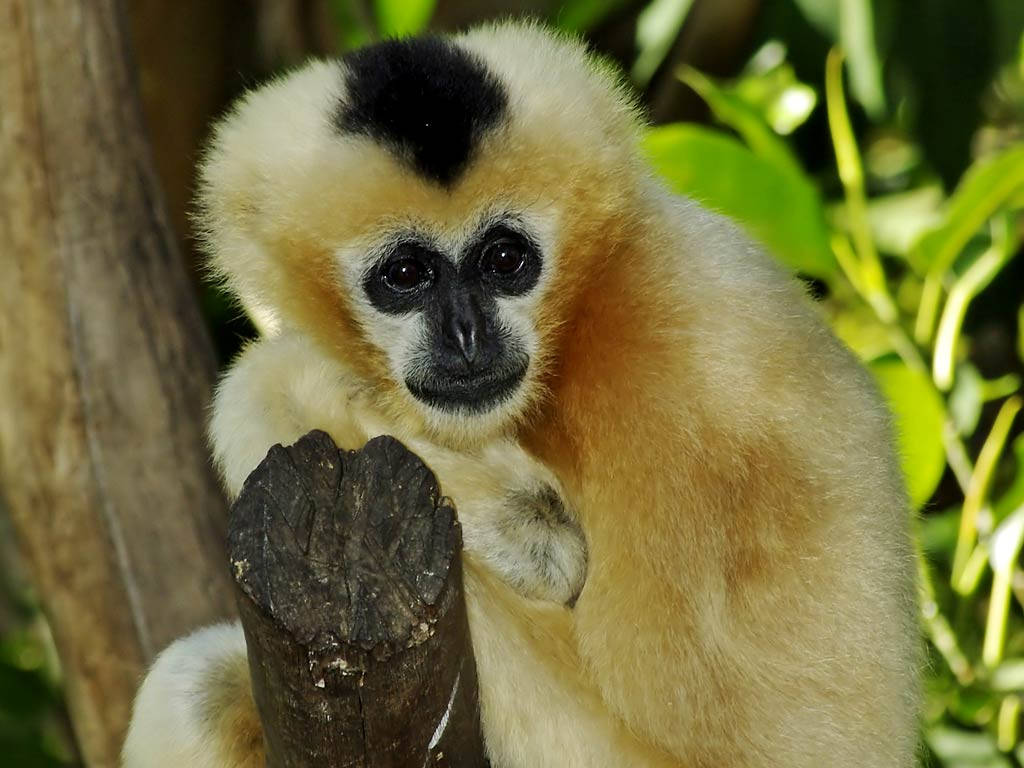 White Gibbon Up Close Background