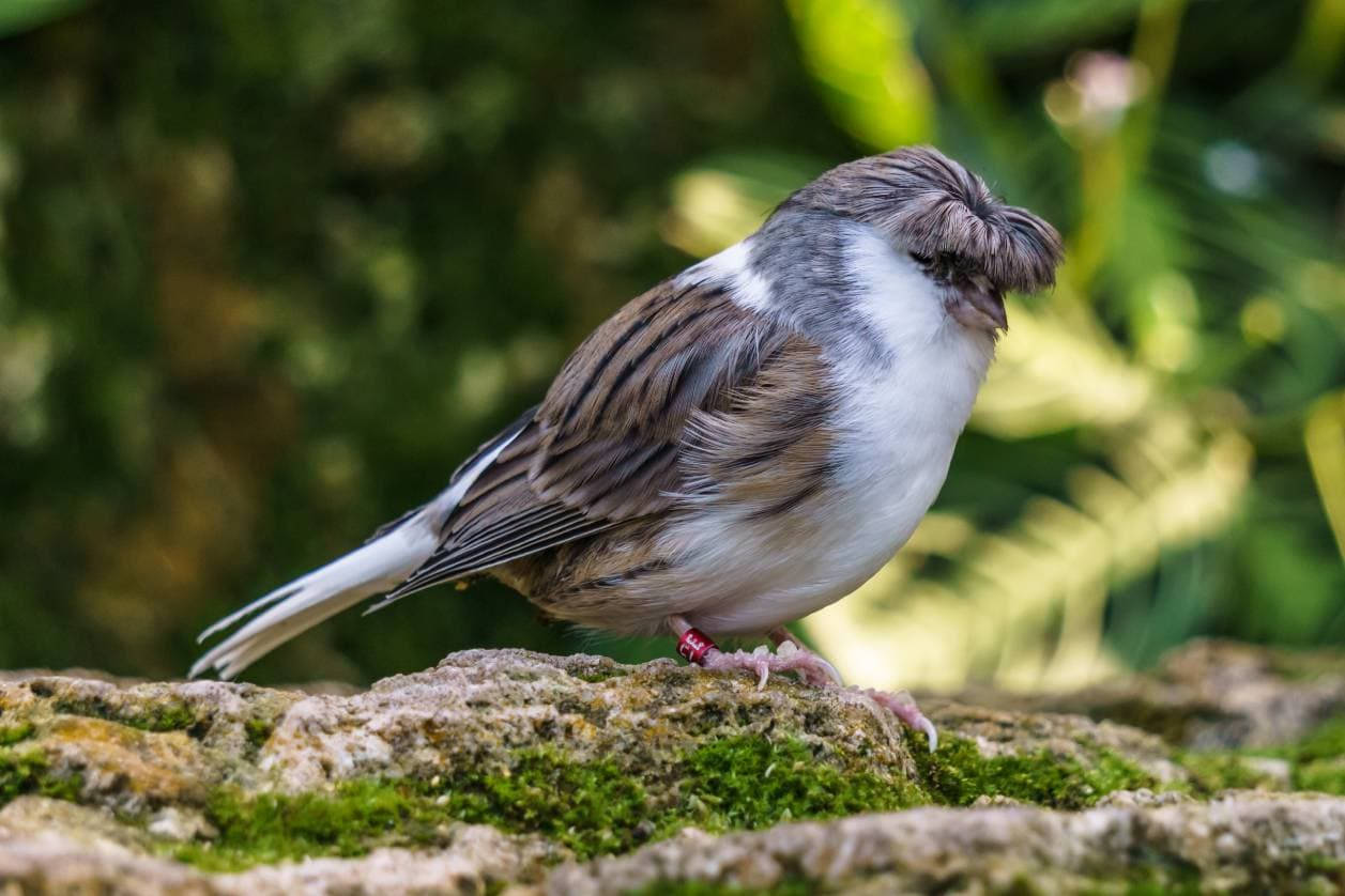 White Gloster Canary Bird