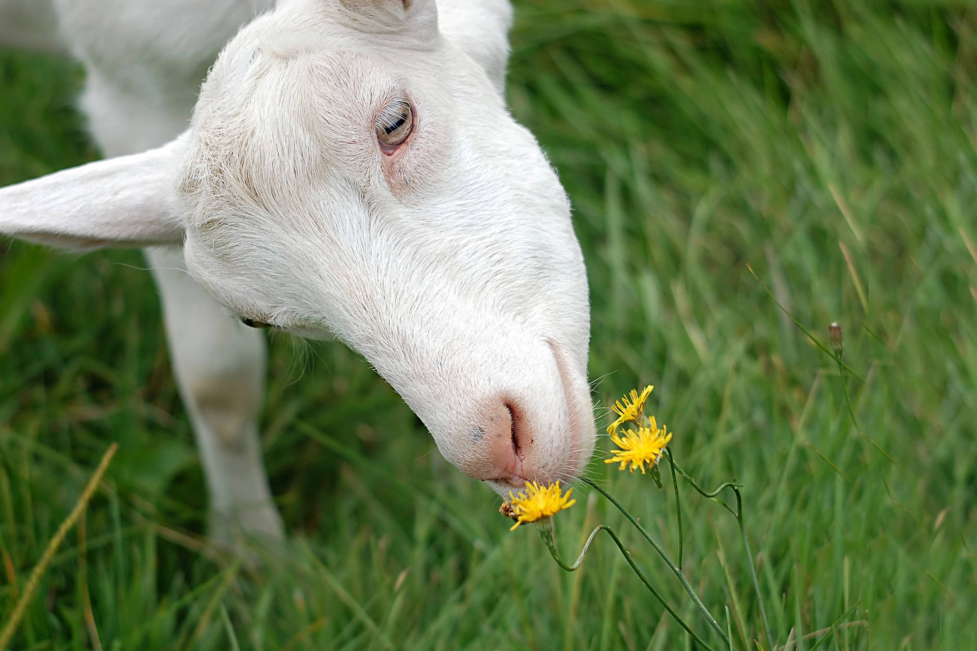 White Goat And Yellow Flower