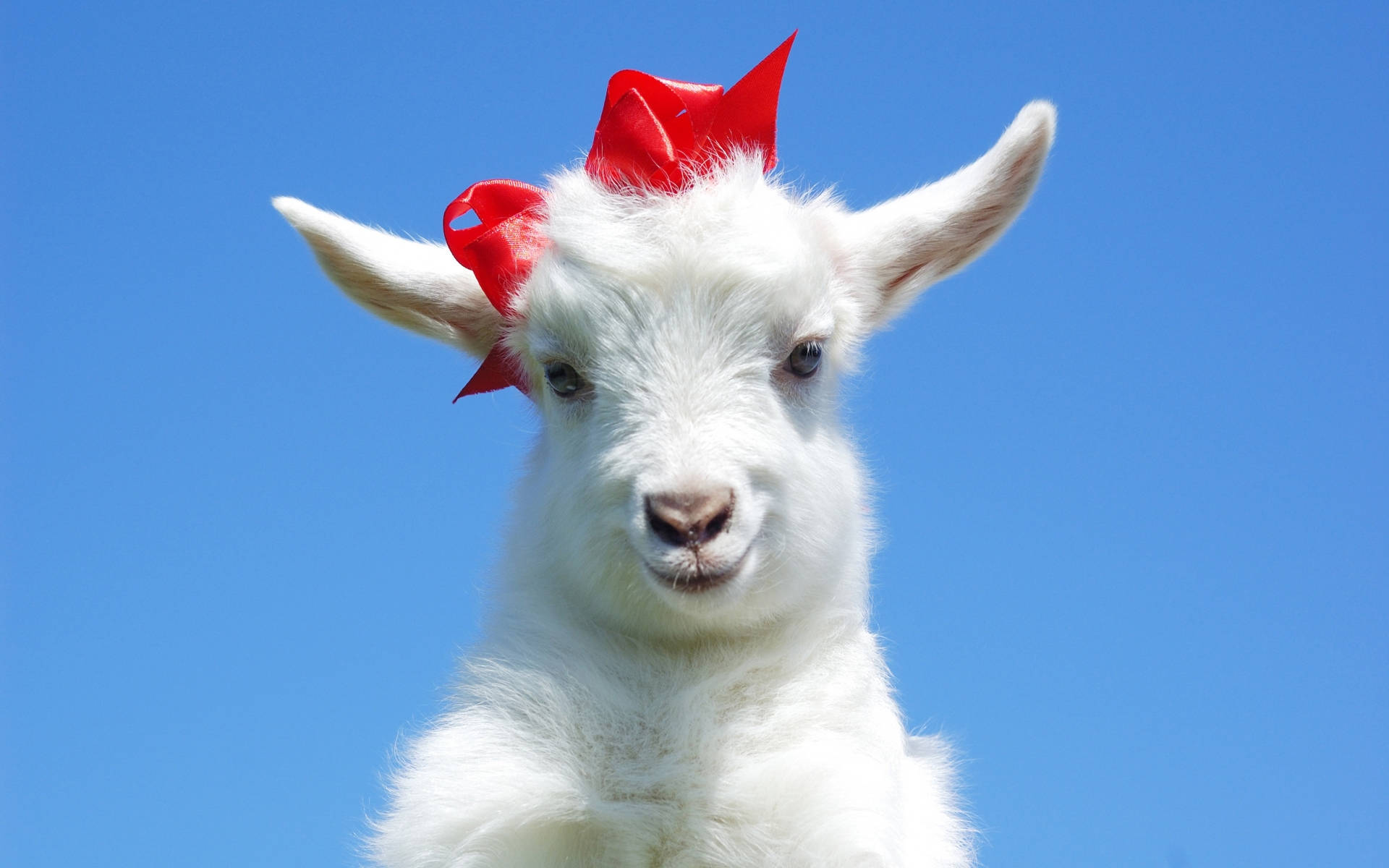 White Goat With Red Ribbon