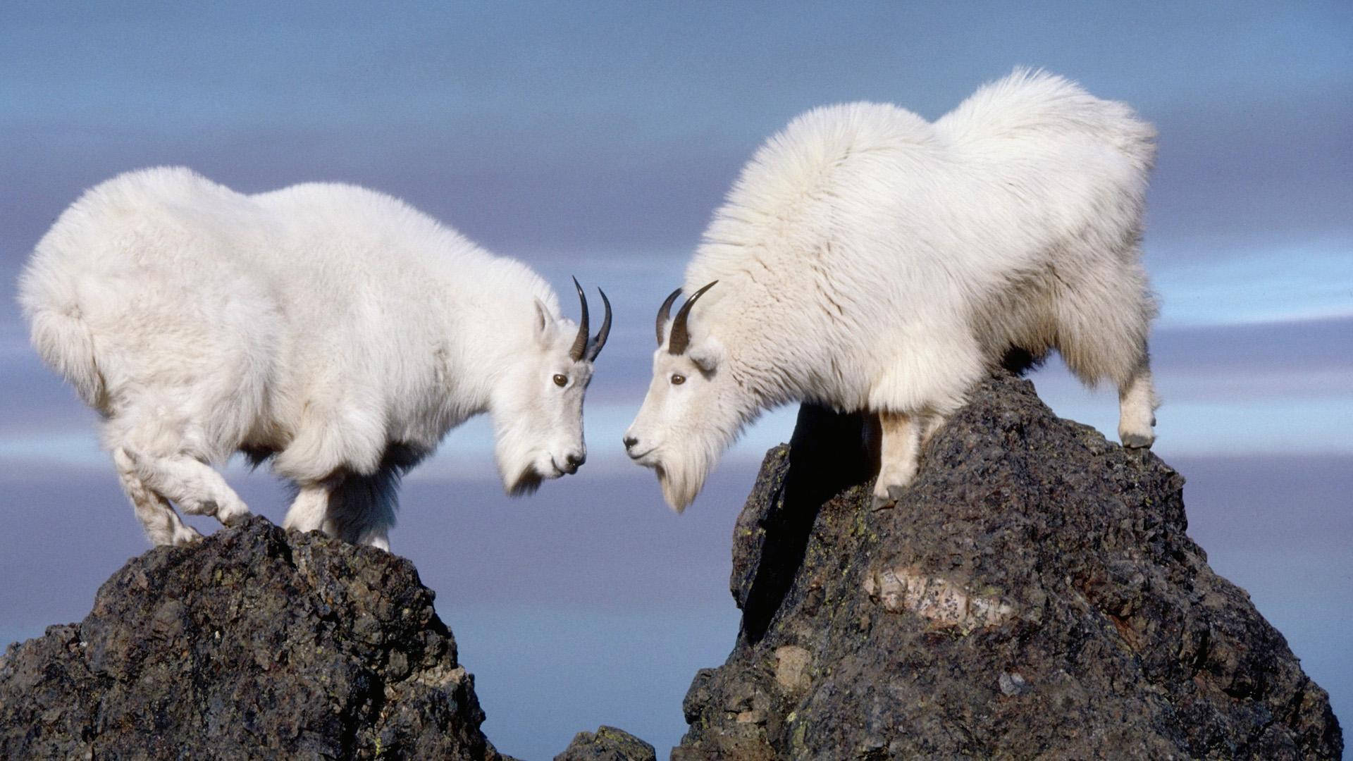 White Goats On Rock