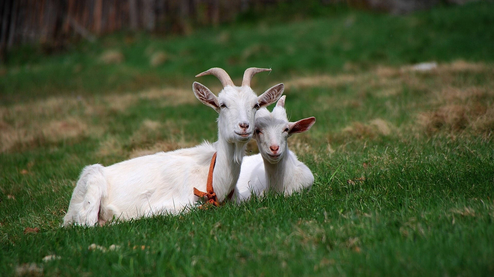 White Goats With Orange Collar Background