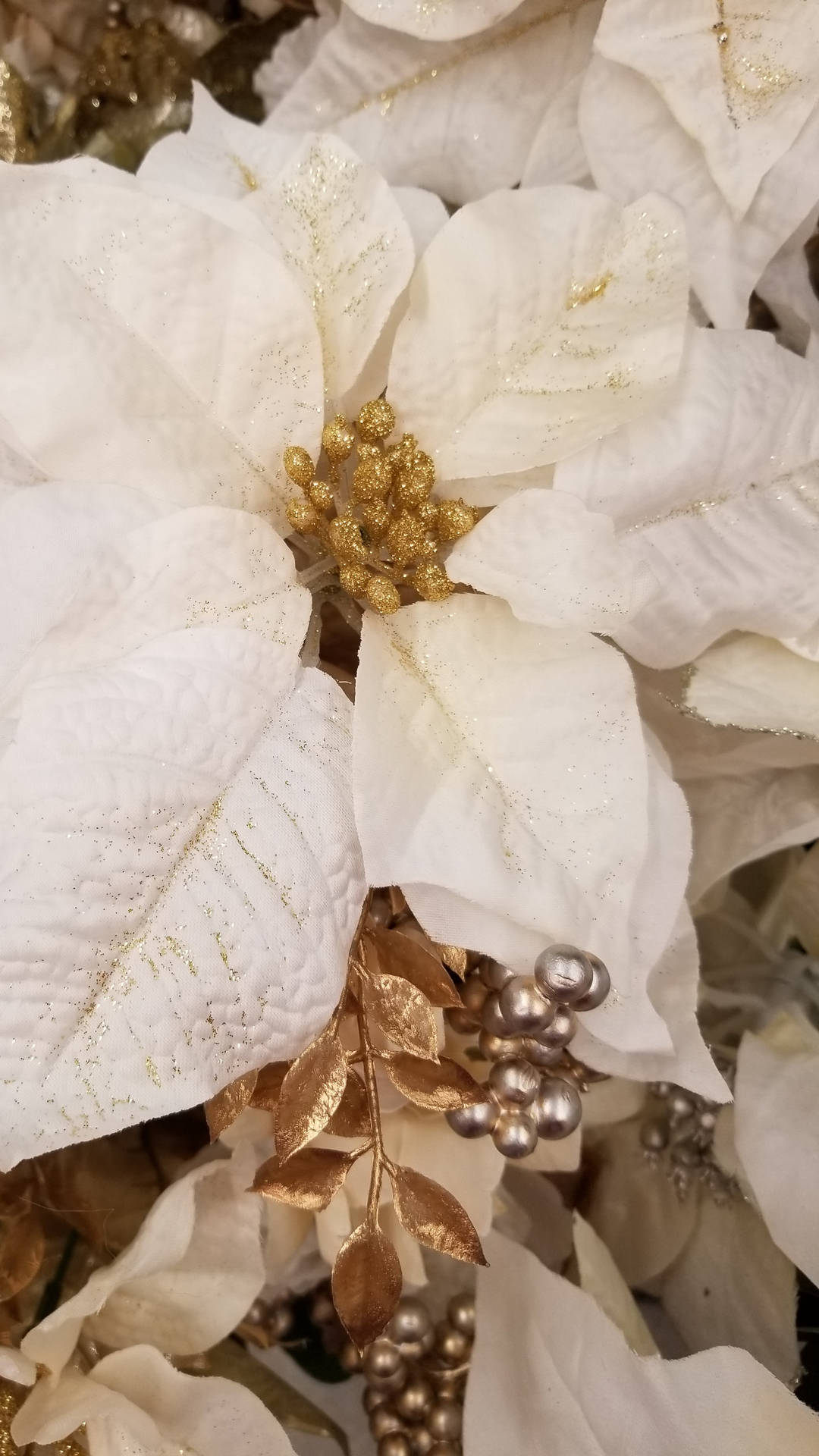 White Gold Poinsettia Background