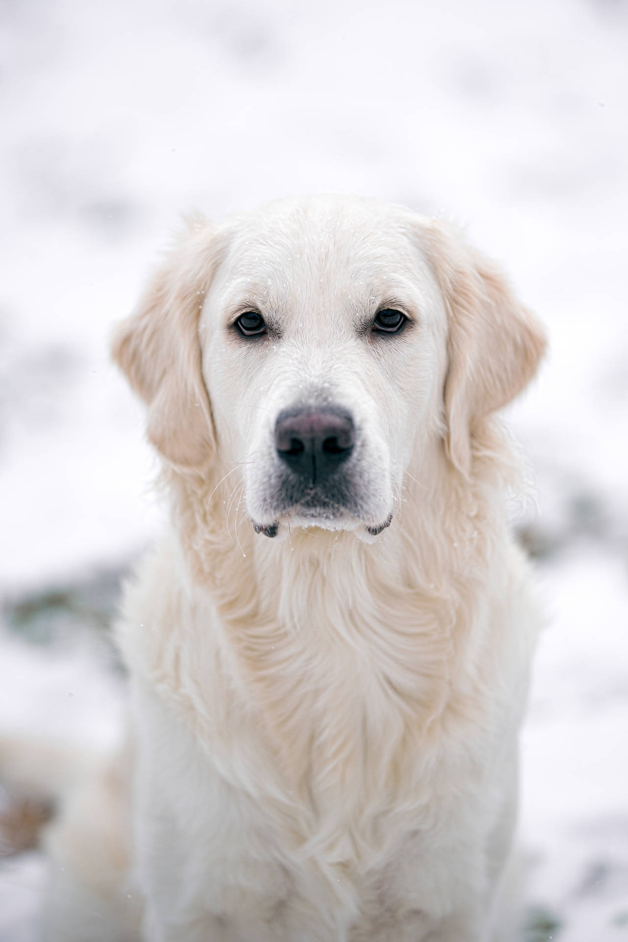 White Golden Retriever Dog Staring Background