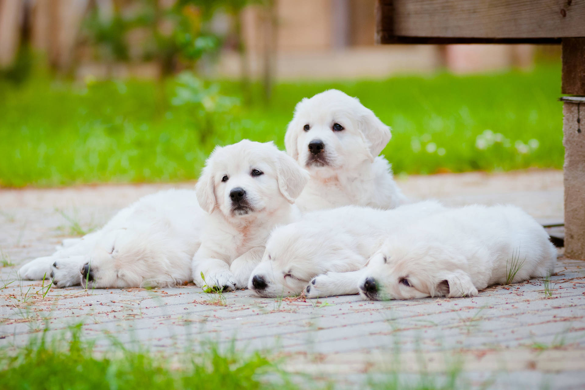 White Golden Retriever Puppies Background