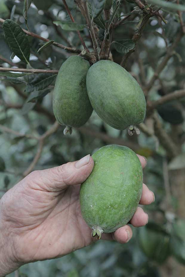 White Goose Feijoas