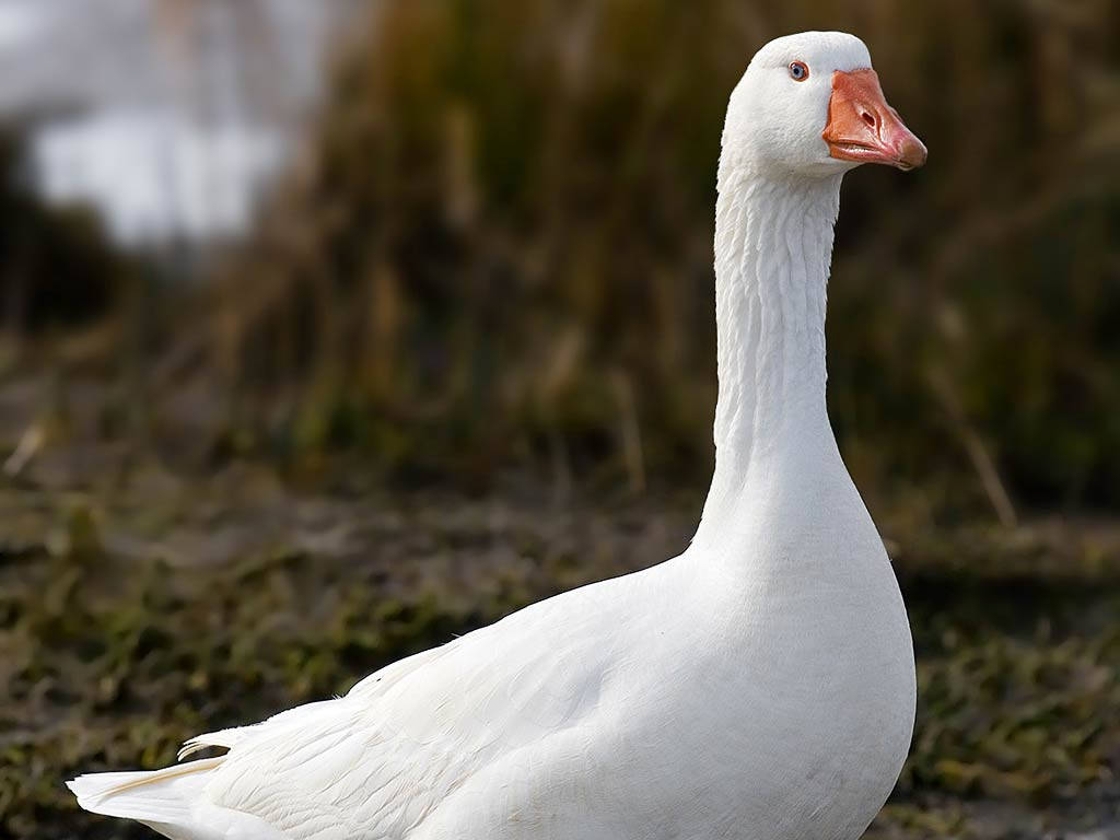 White Goose Relaxing On Farm Background