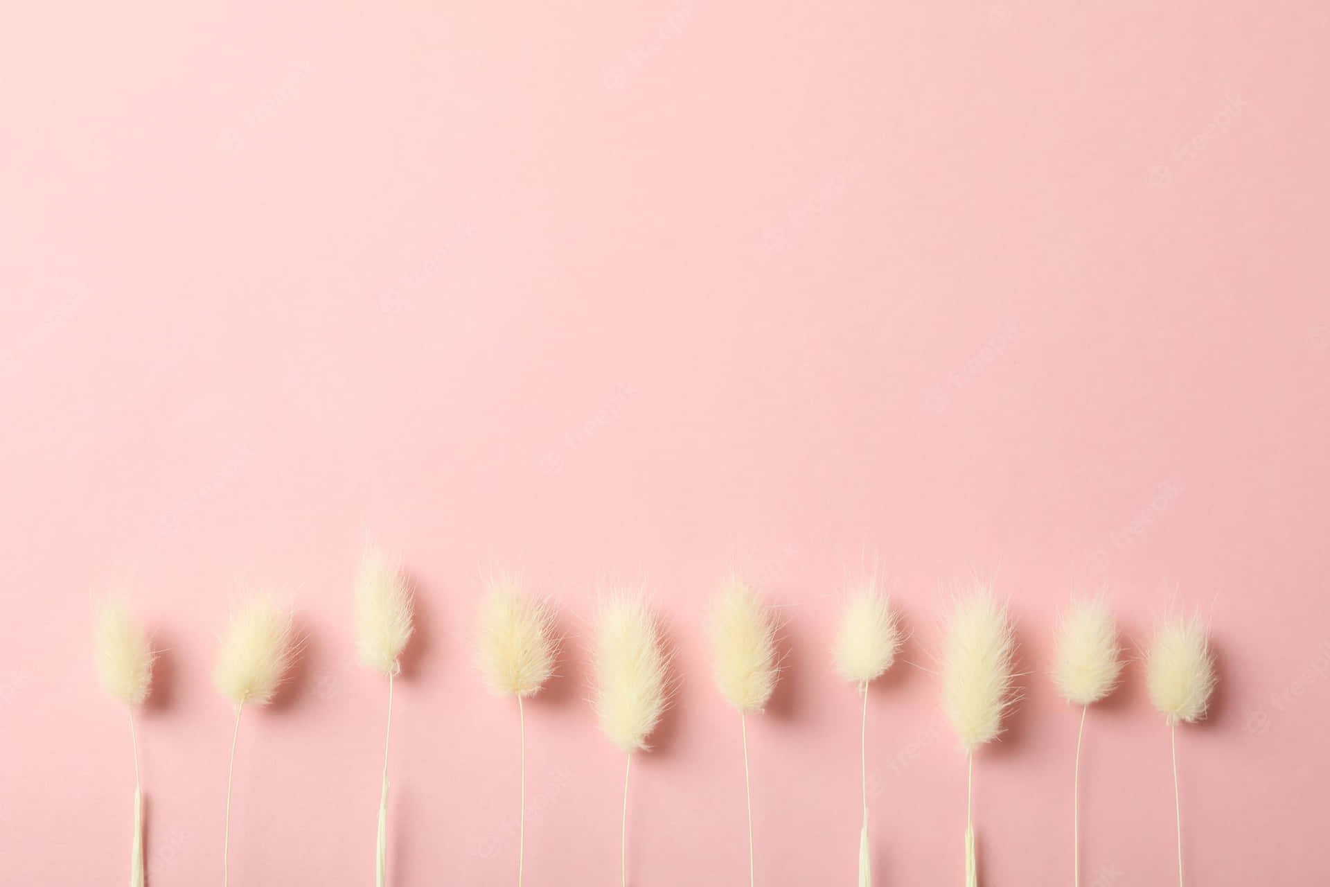 White Grass On Pink Background Background