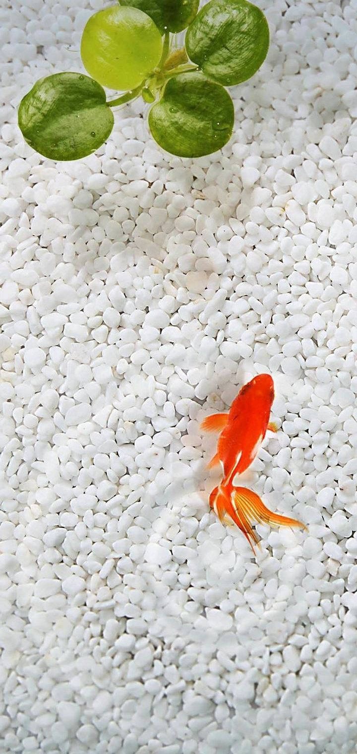 White Gravels With Goldfish Iphone Background