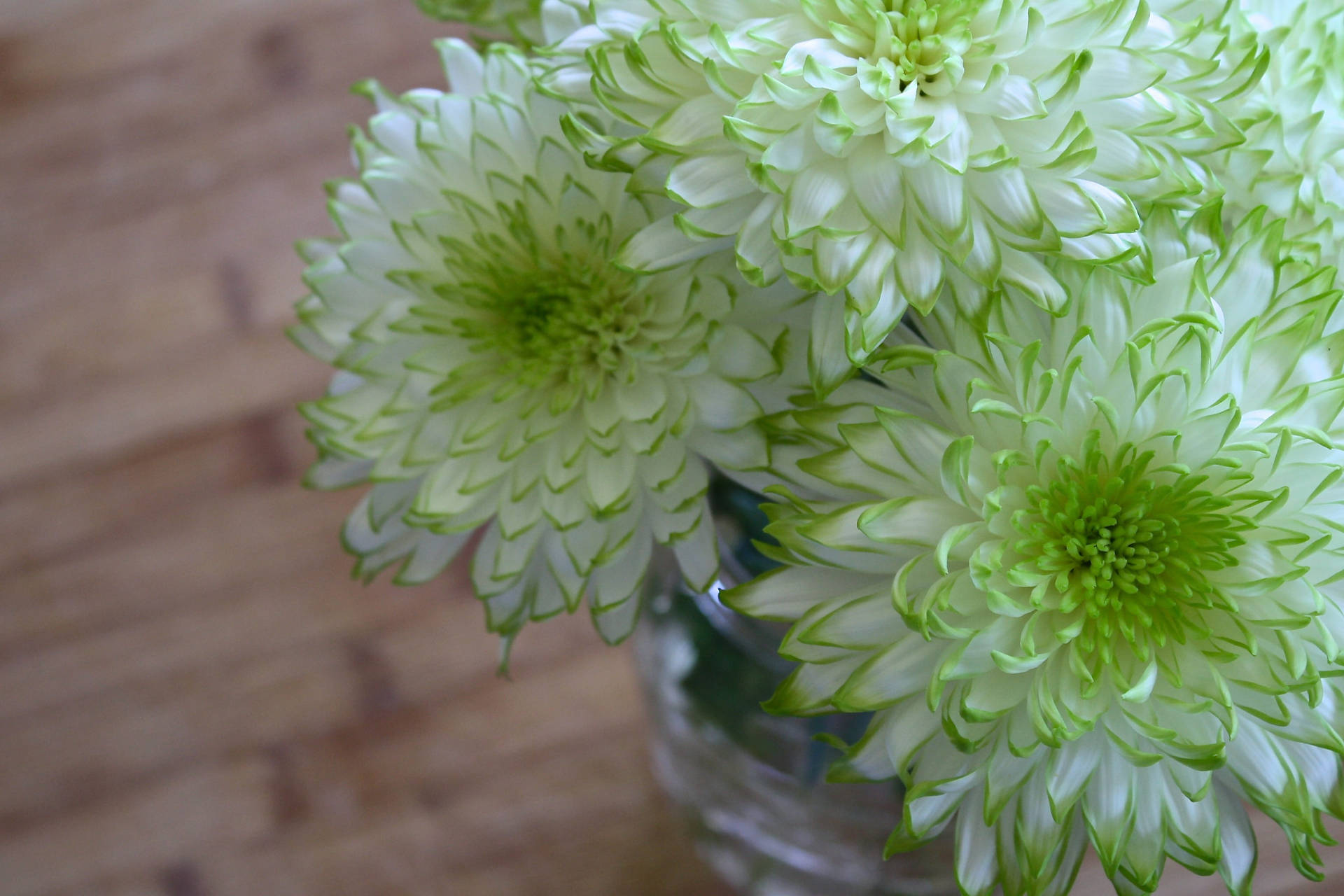 White Green Chrysanthemums Vase Background