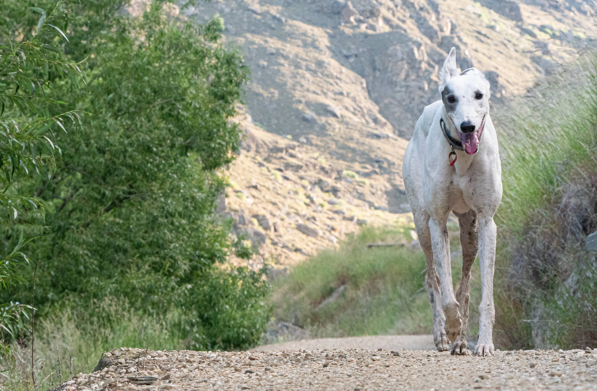 White Greyhound In Nature Background