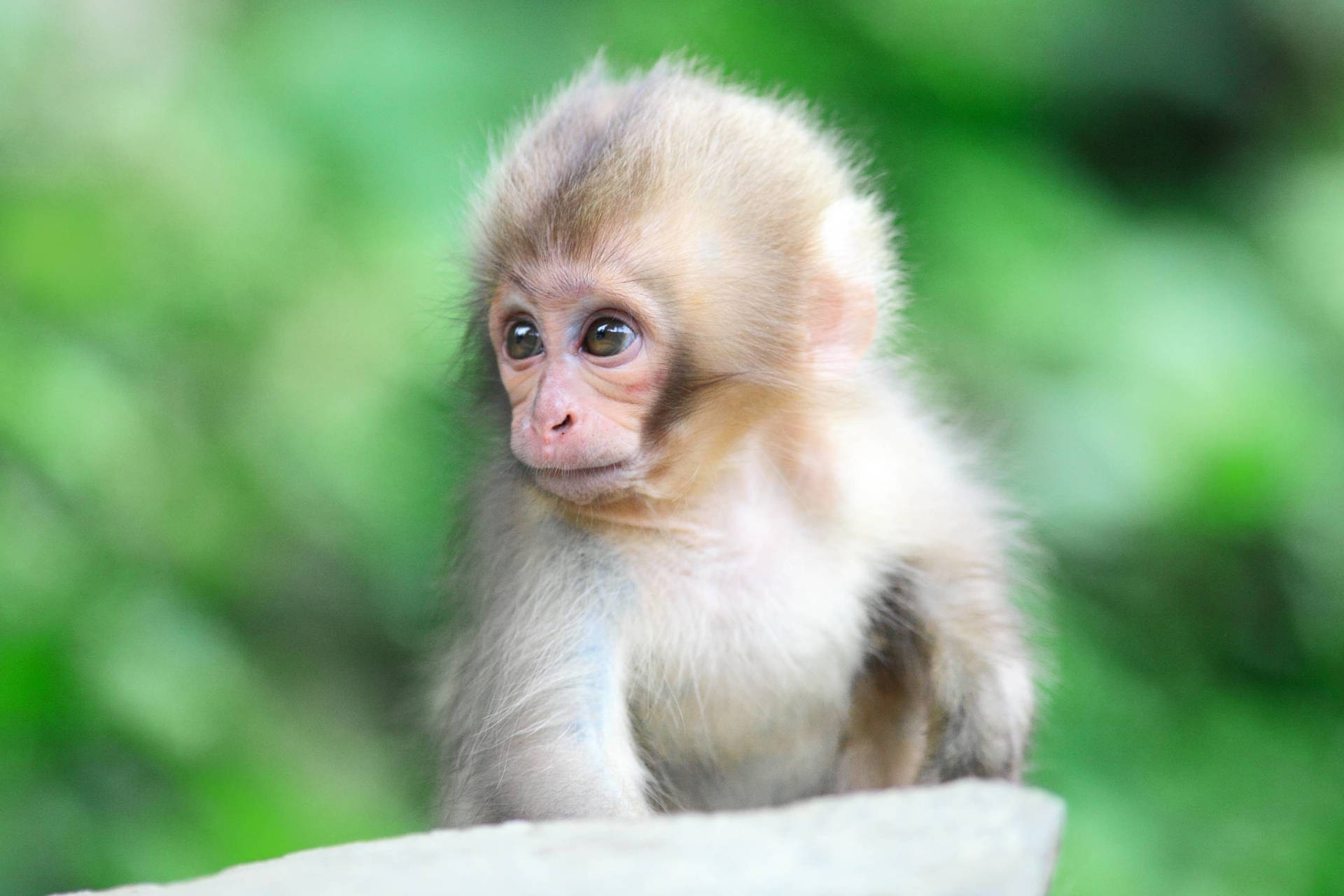 White-haired Cute Monkey