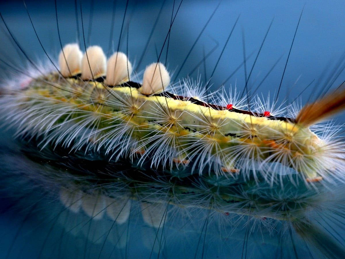 White Hairy Caterpillar