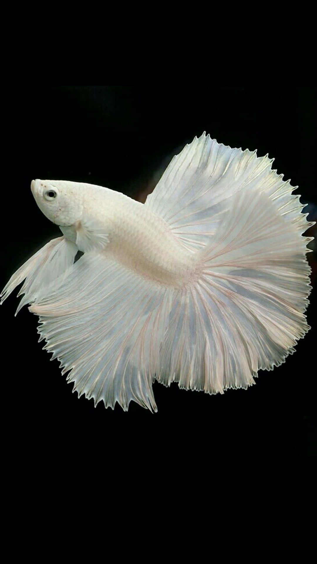 White Halfmoon Betta Fish Background