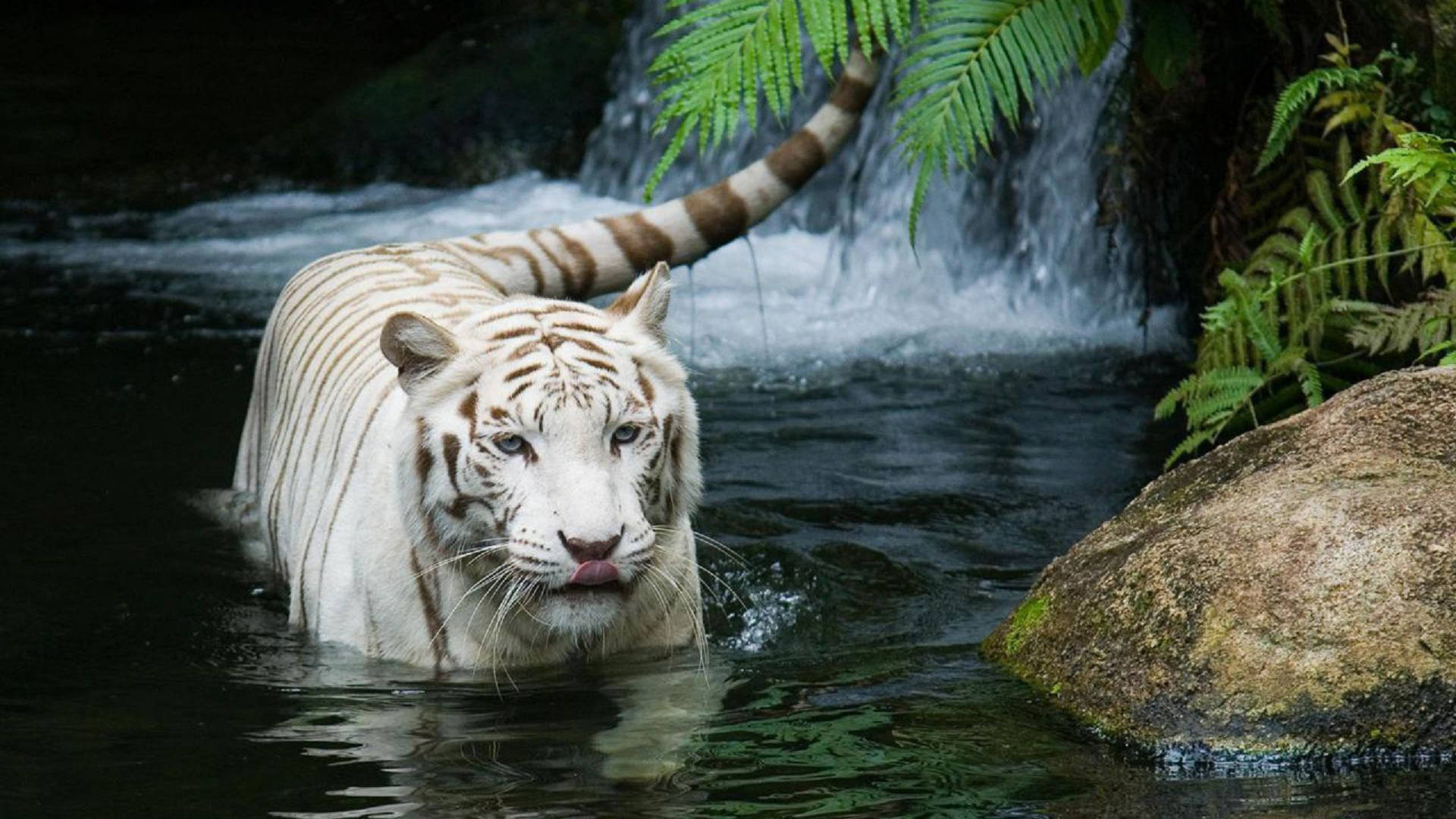White Harimau In Water Background