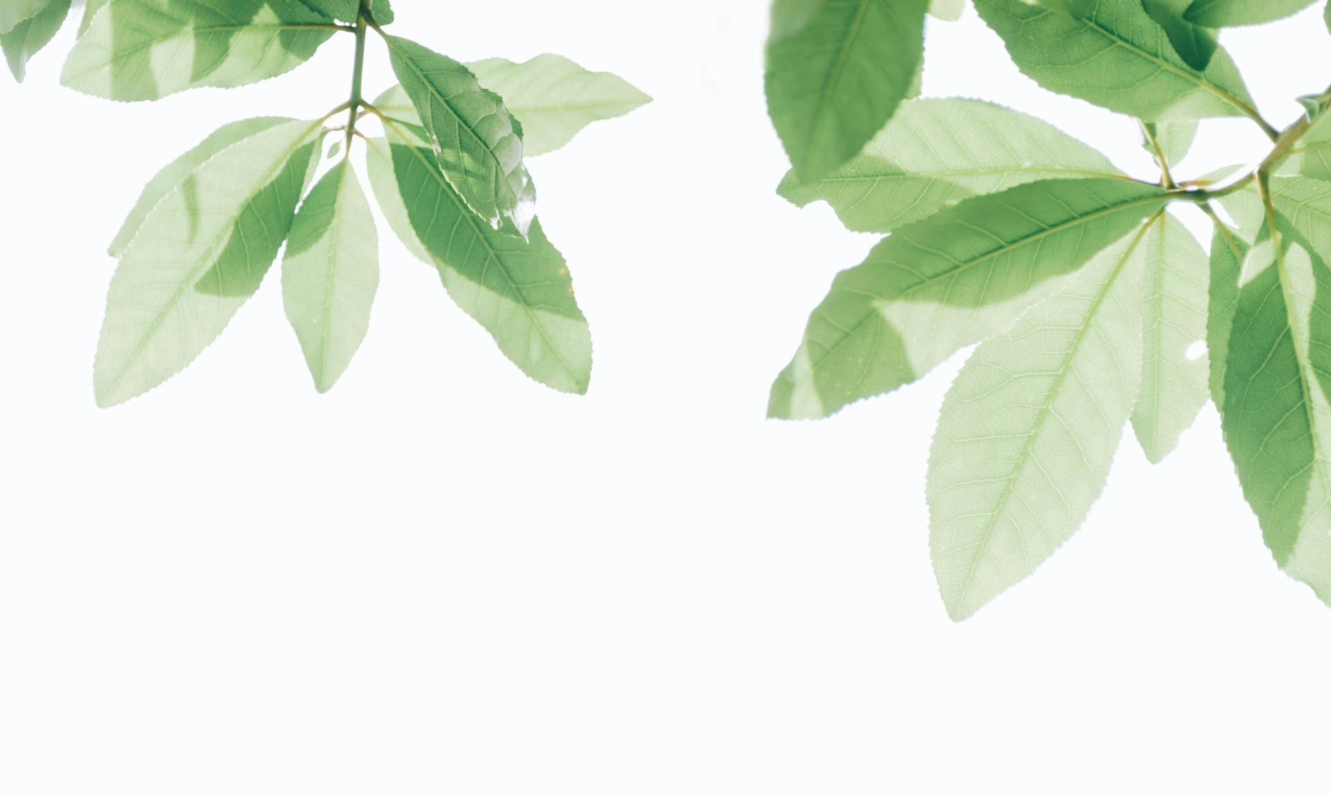 White Hd Leaves Background