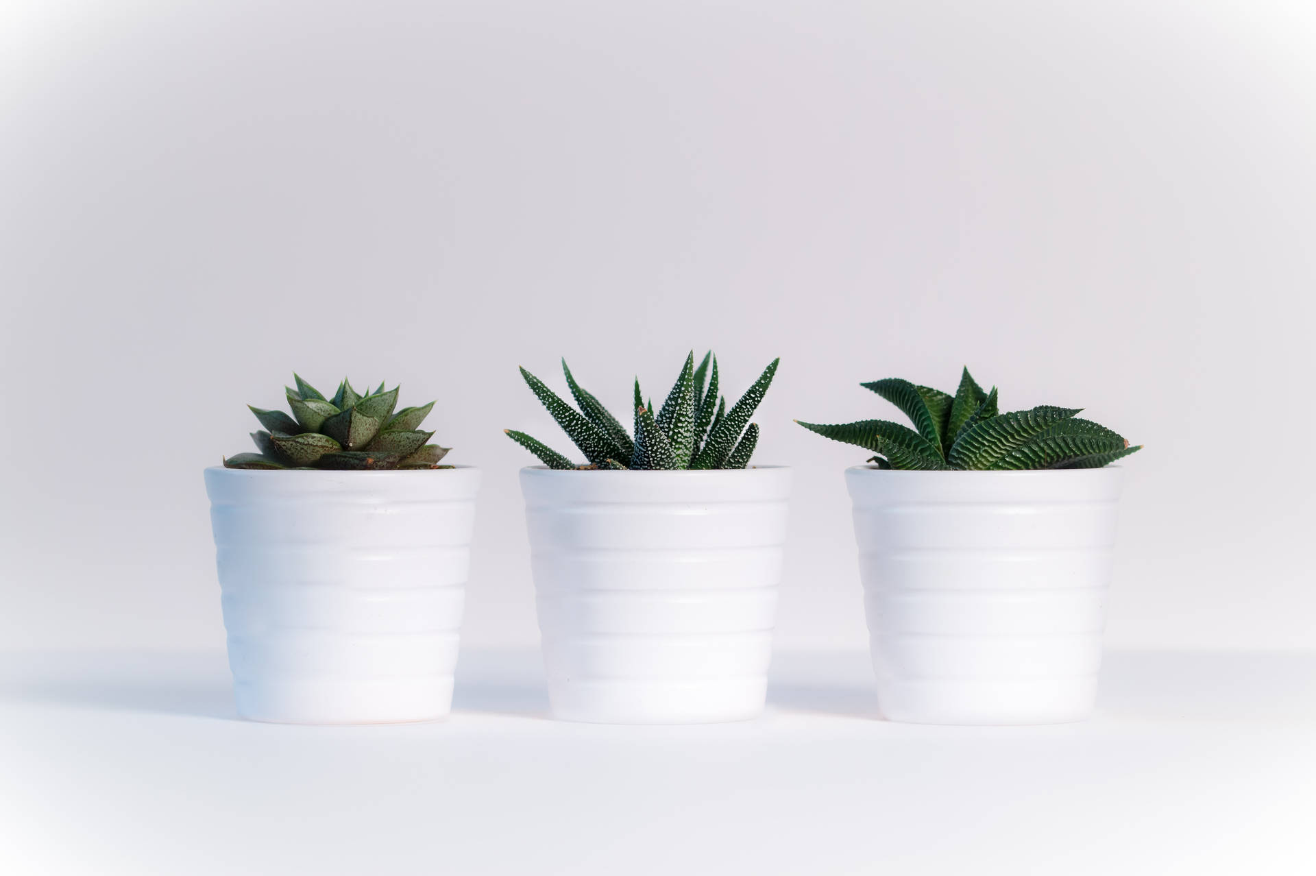 White Hd Potted Plants Background