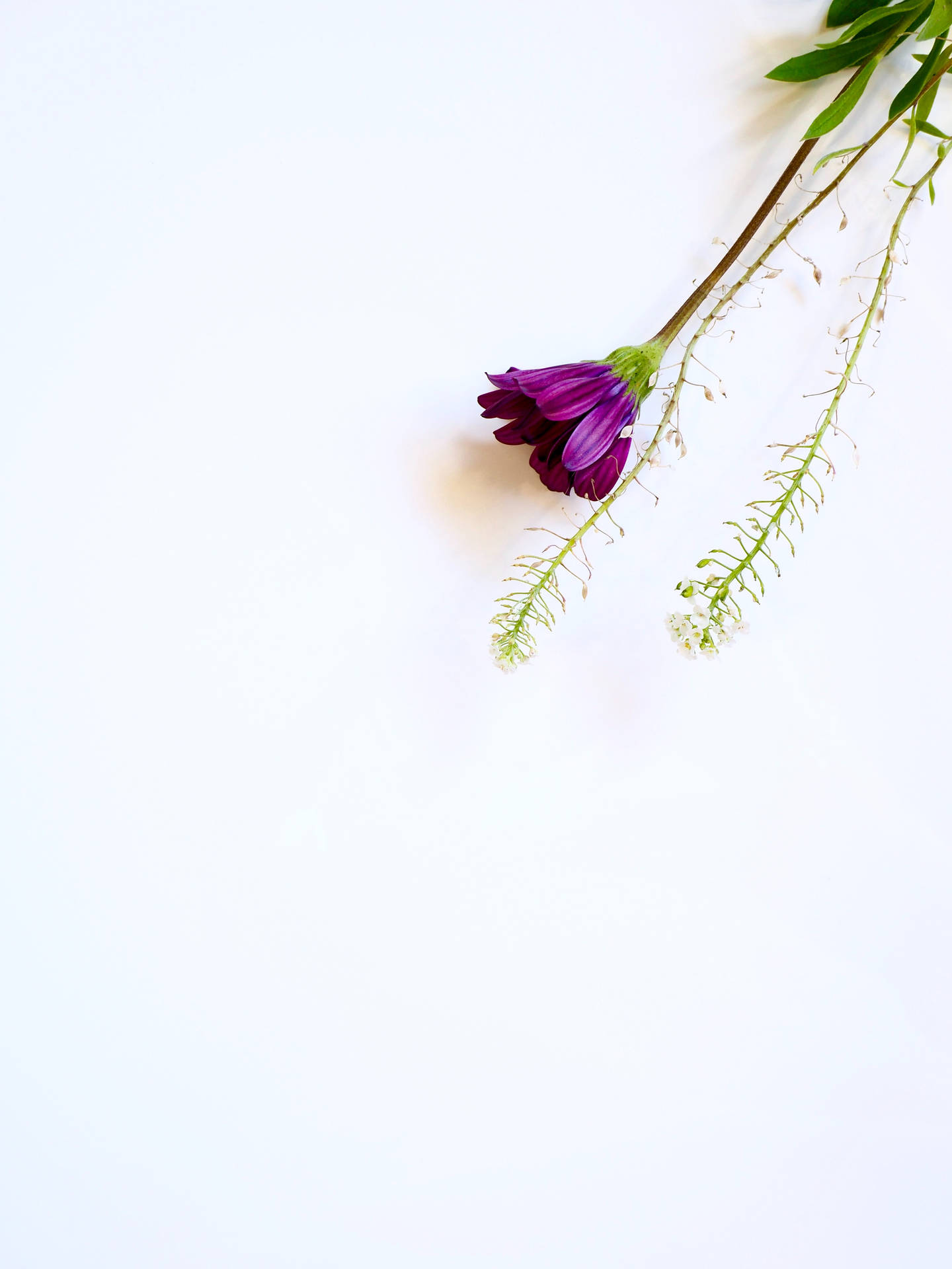 White Hd Purple Flower Background