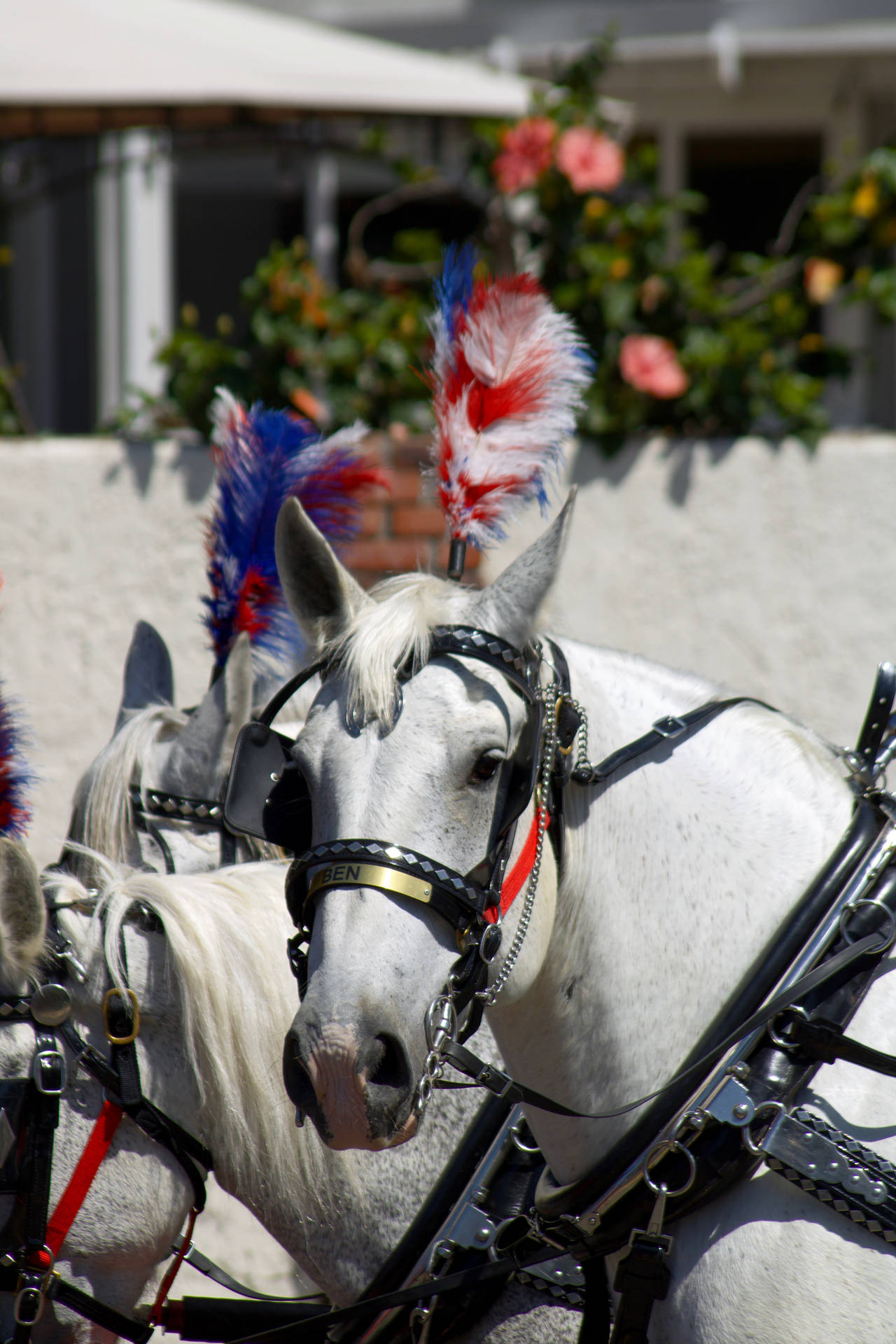 White Horse Background