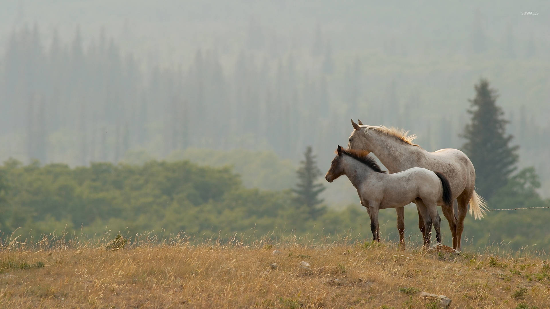 White Horse And Foal Background
