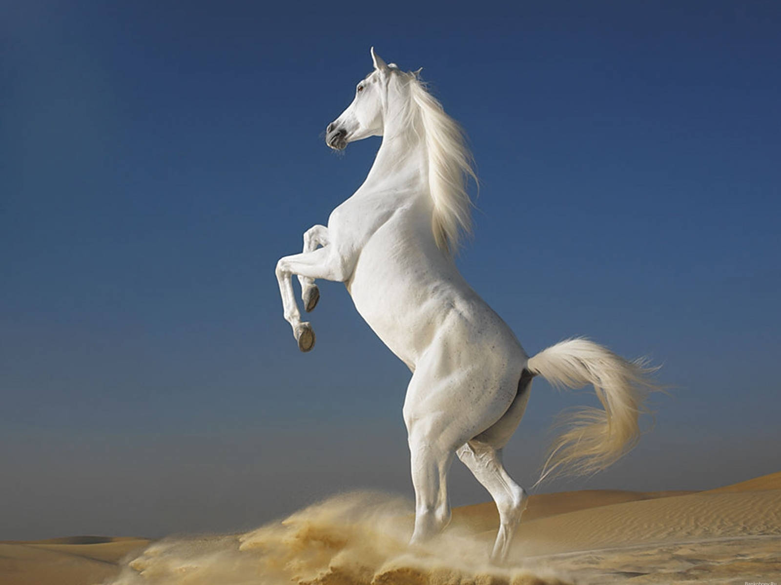 White Horse Animal On Desert Sand Background