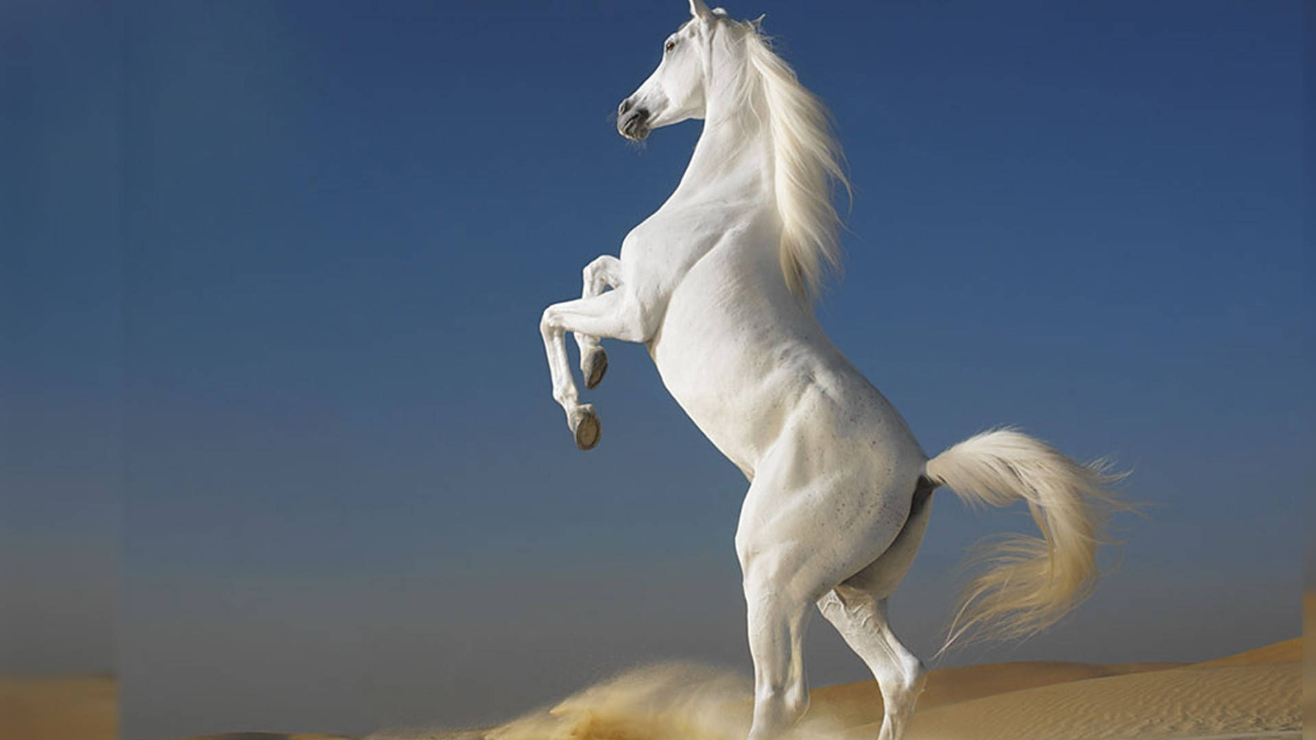 White Horse Best Desktop Background