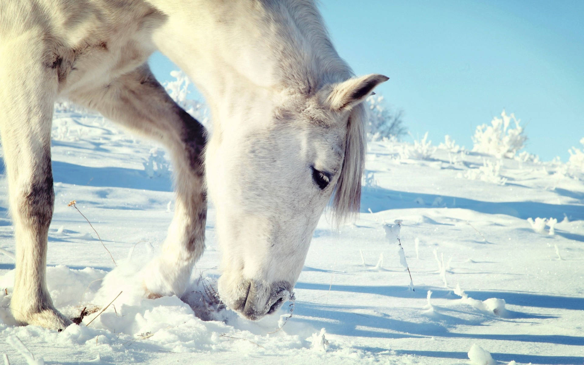 White Horse Grazing In Snow Background