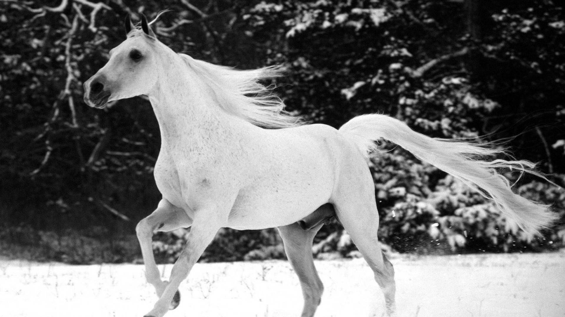 White Horse In Black And White