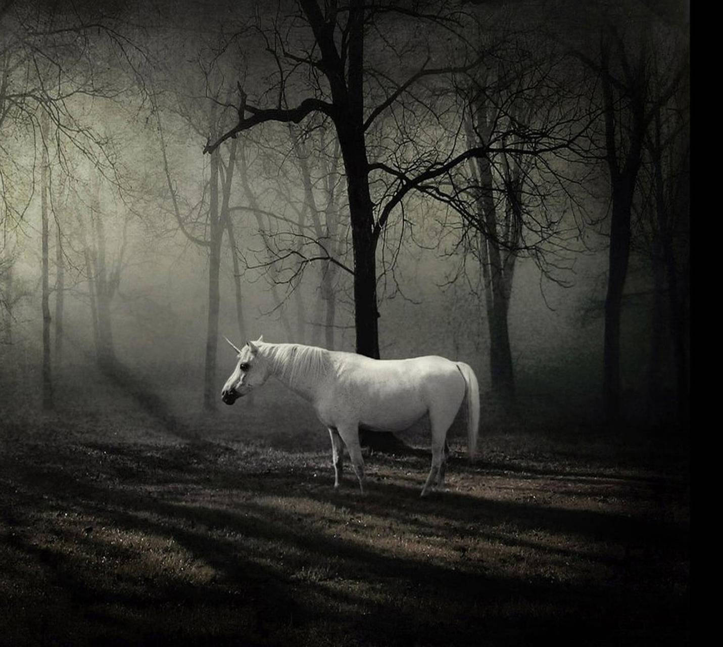 White Horse In Creepy Forest