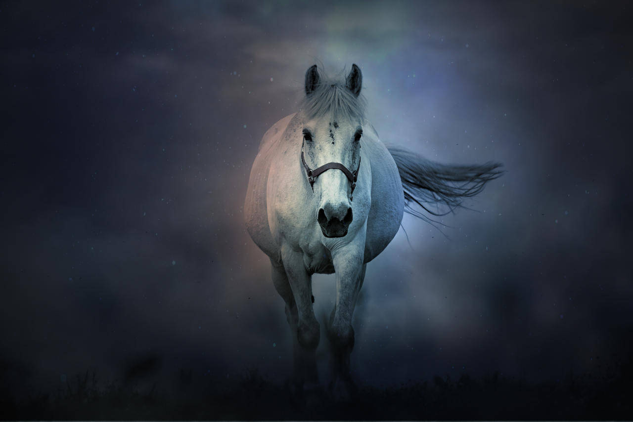 White Horse In The Dark Background