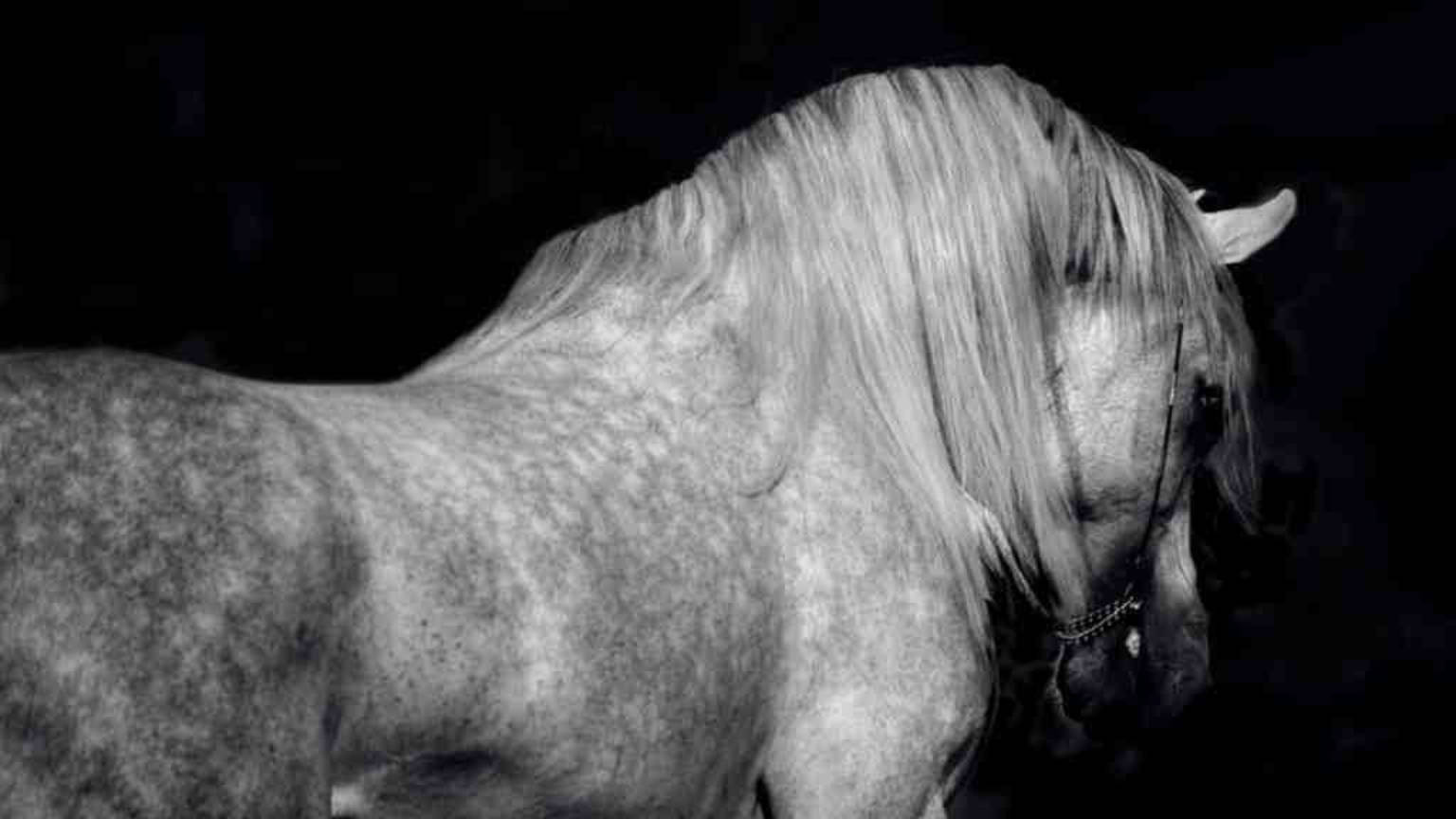 White Horse On Black Tablet Background