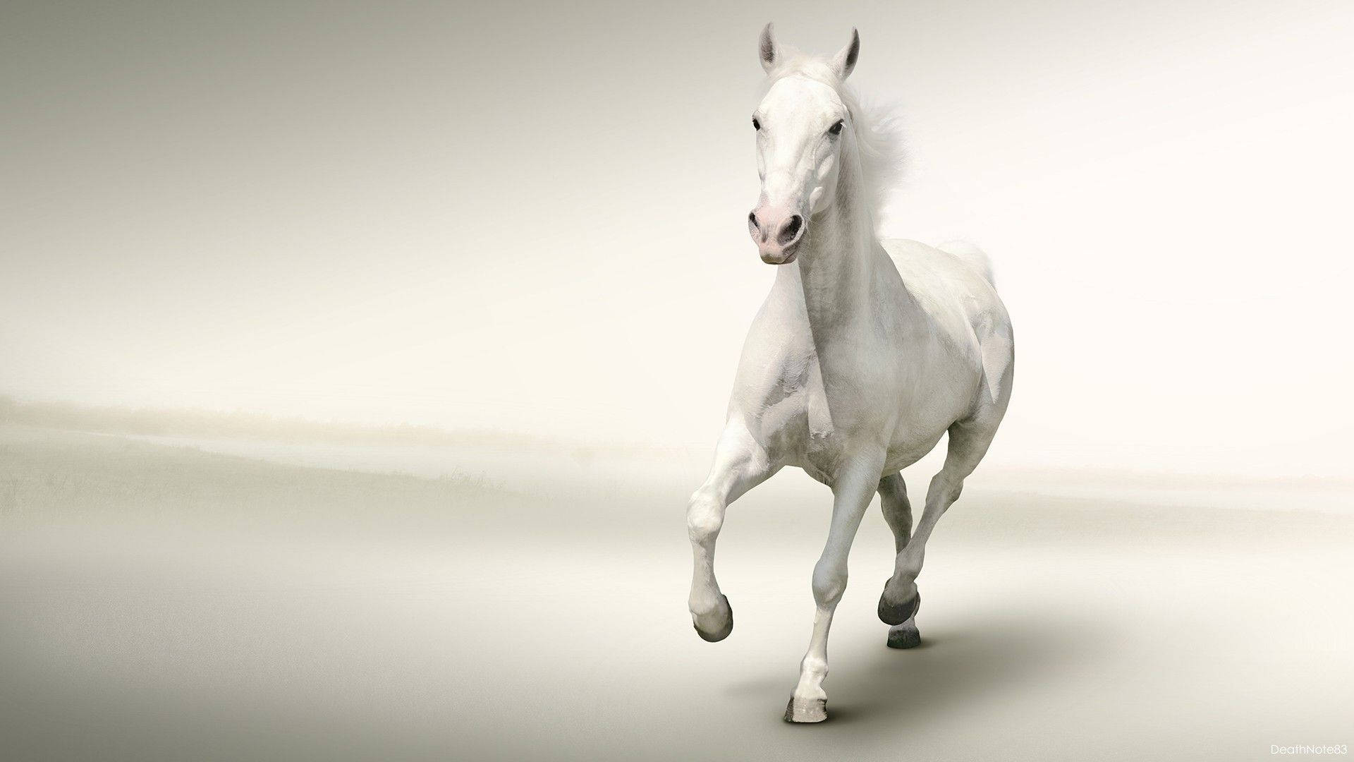 White Horse On White Background Background