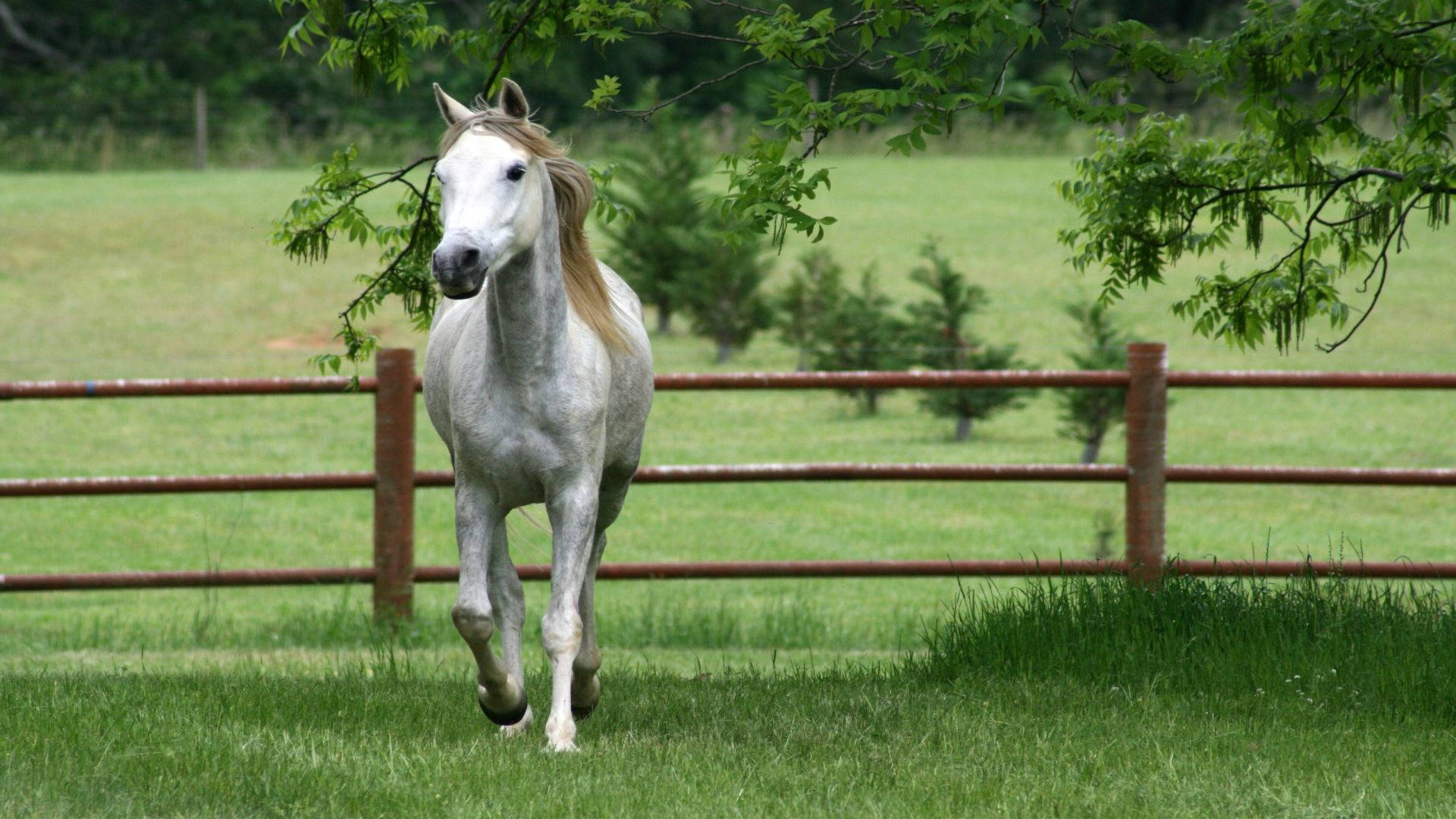 White Horse On Yard