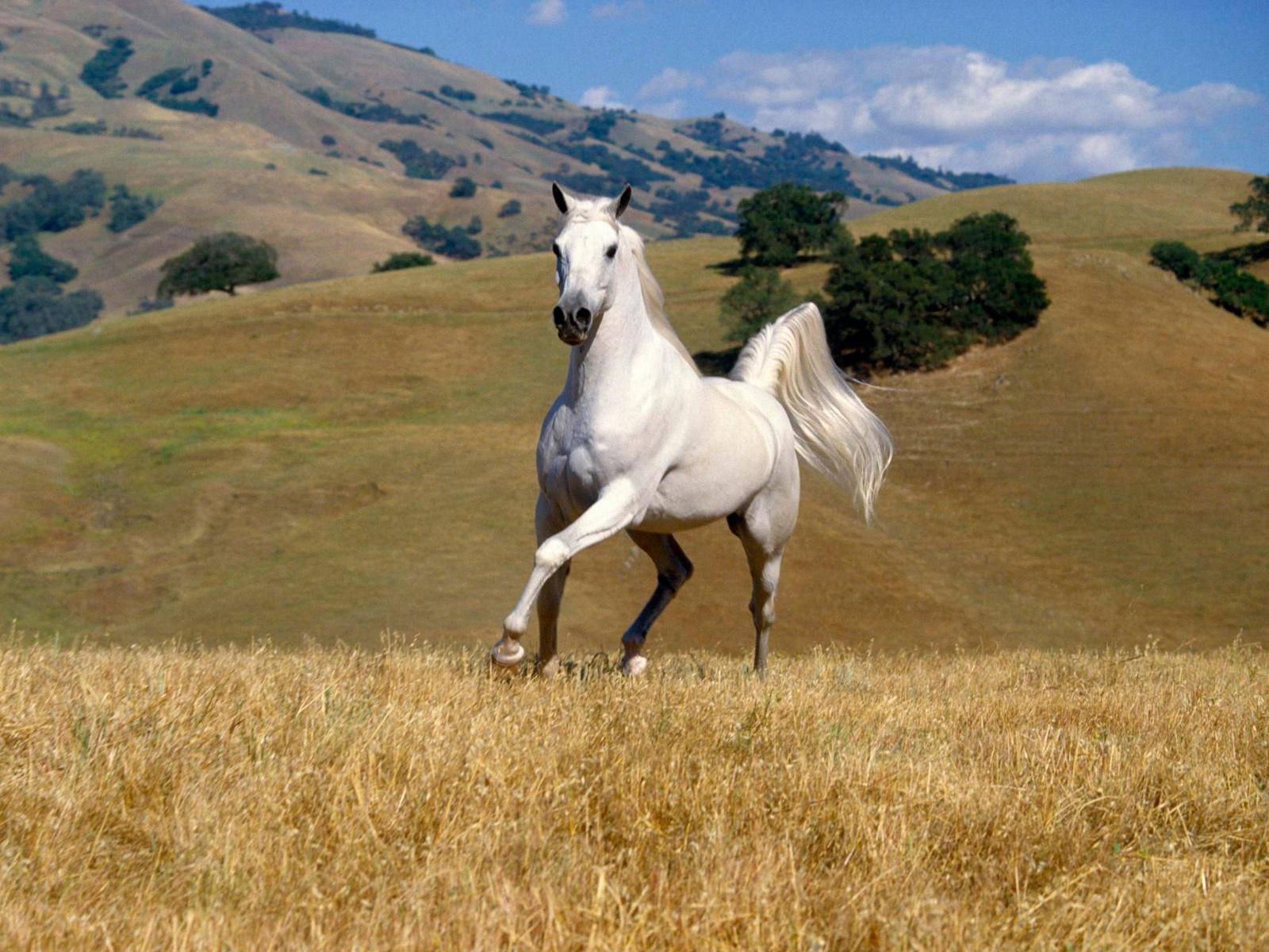White Horse On Yellow Field Background