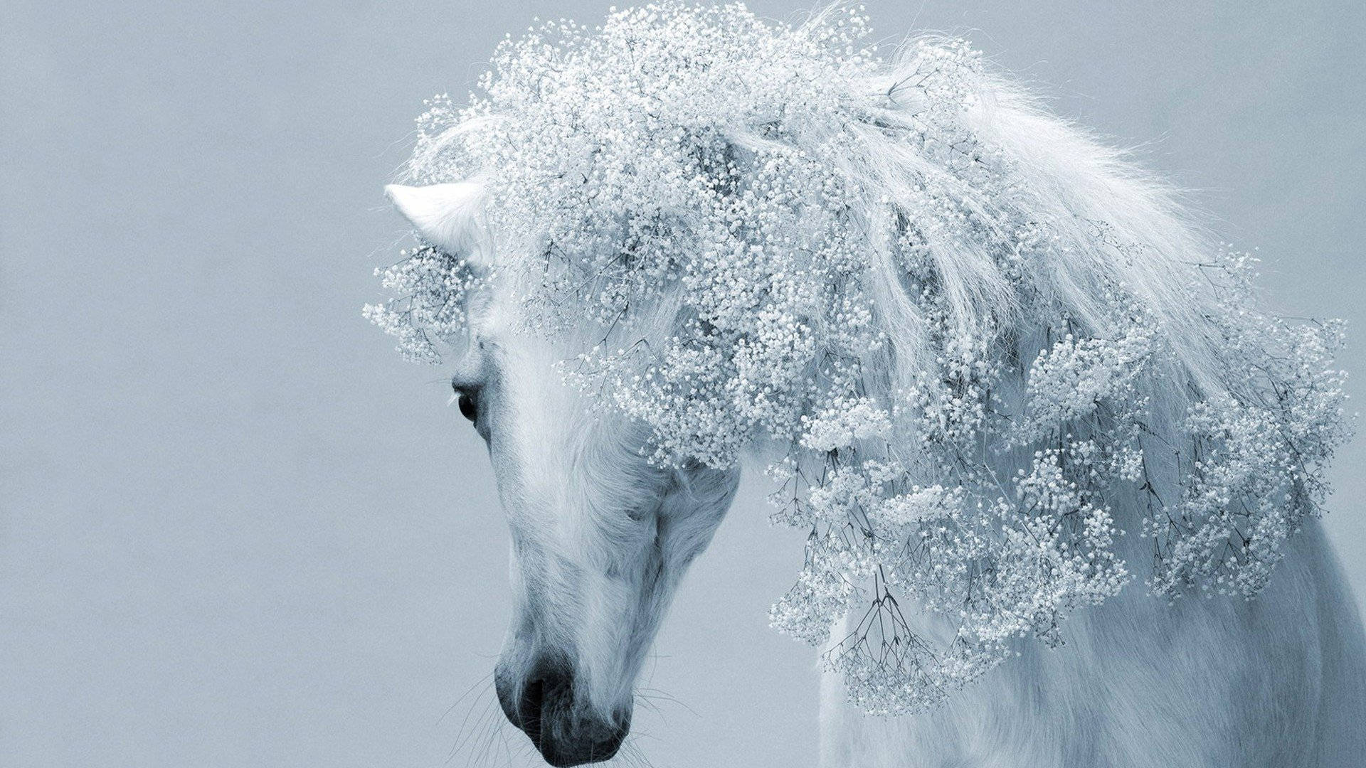 White Horse's Majestic Mane Background