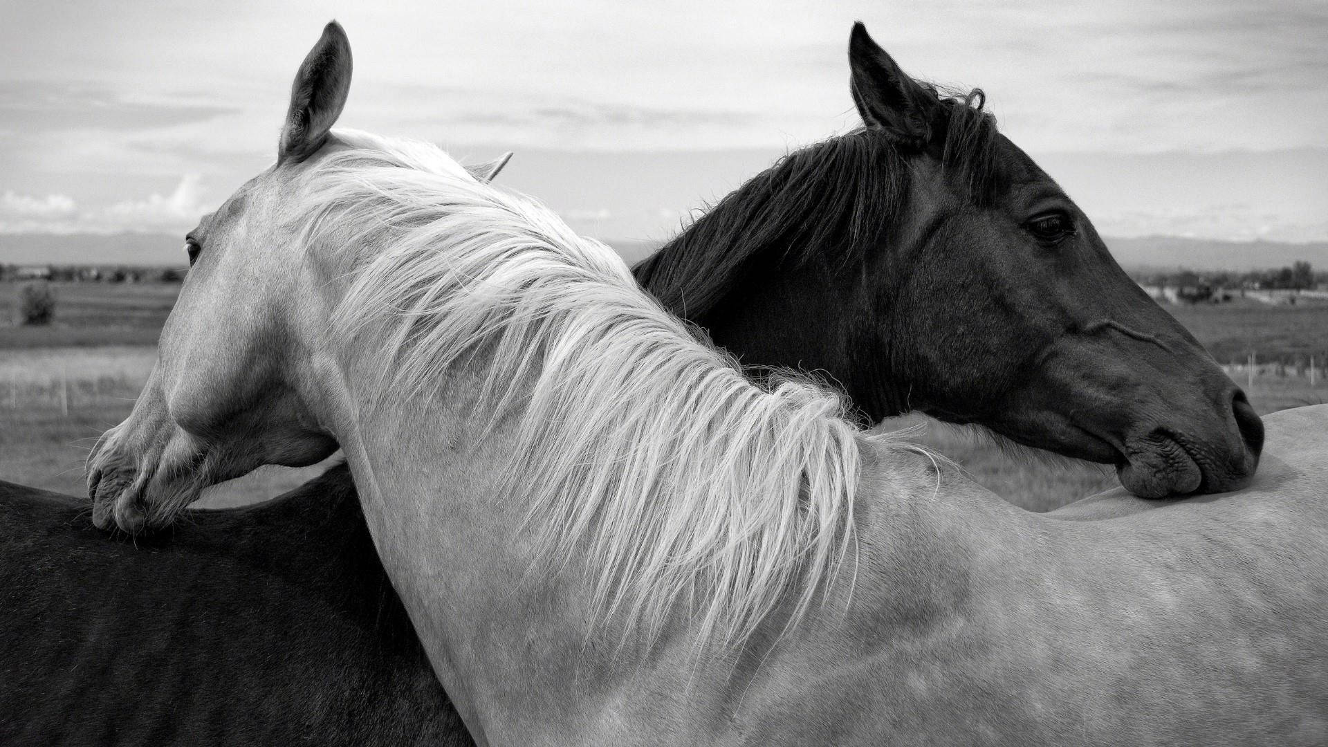 White Horse Showing Affection