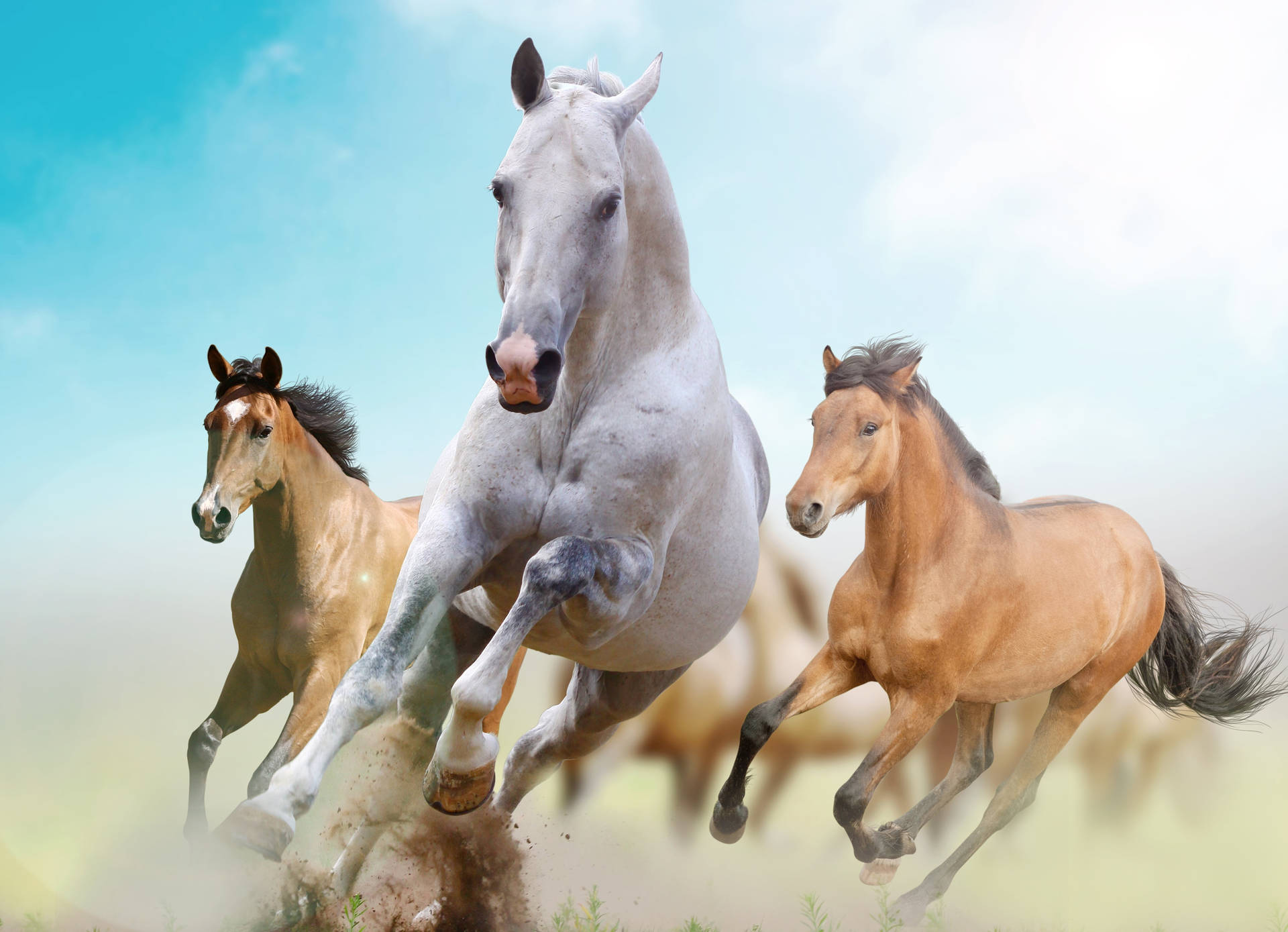 White Horse With Other Beautiful Horses Background