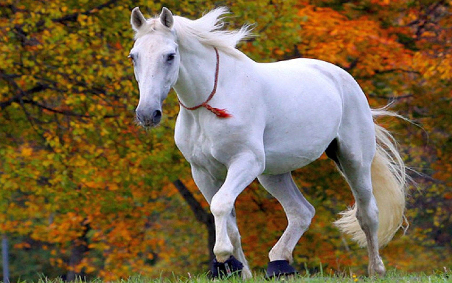 White Horse With Red Rope