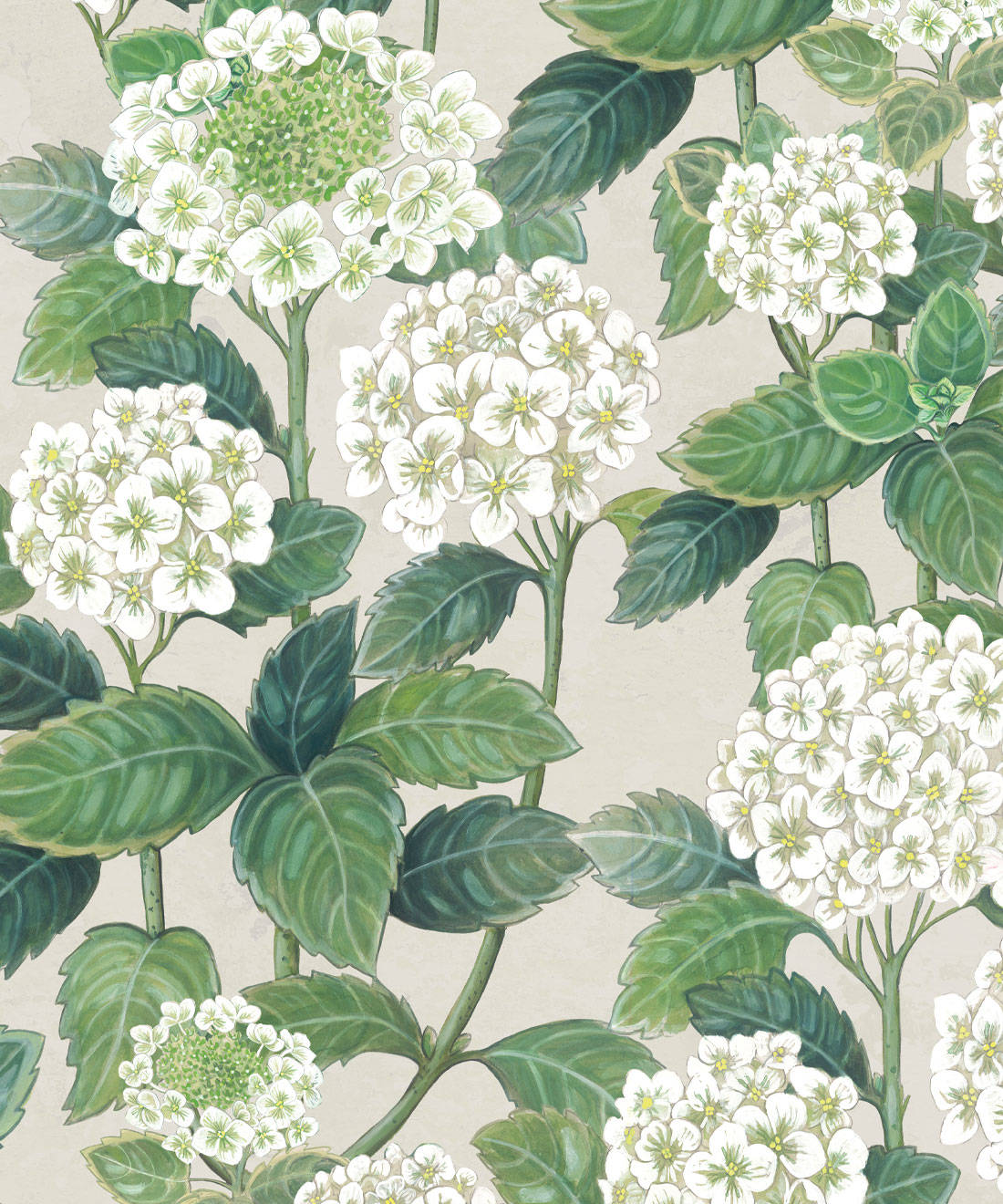 White Hydrangea Flowers Illustration