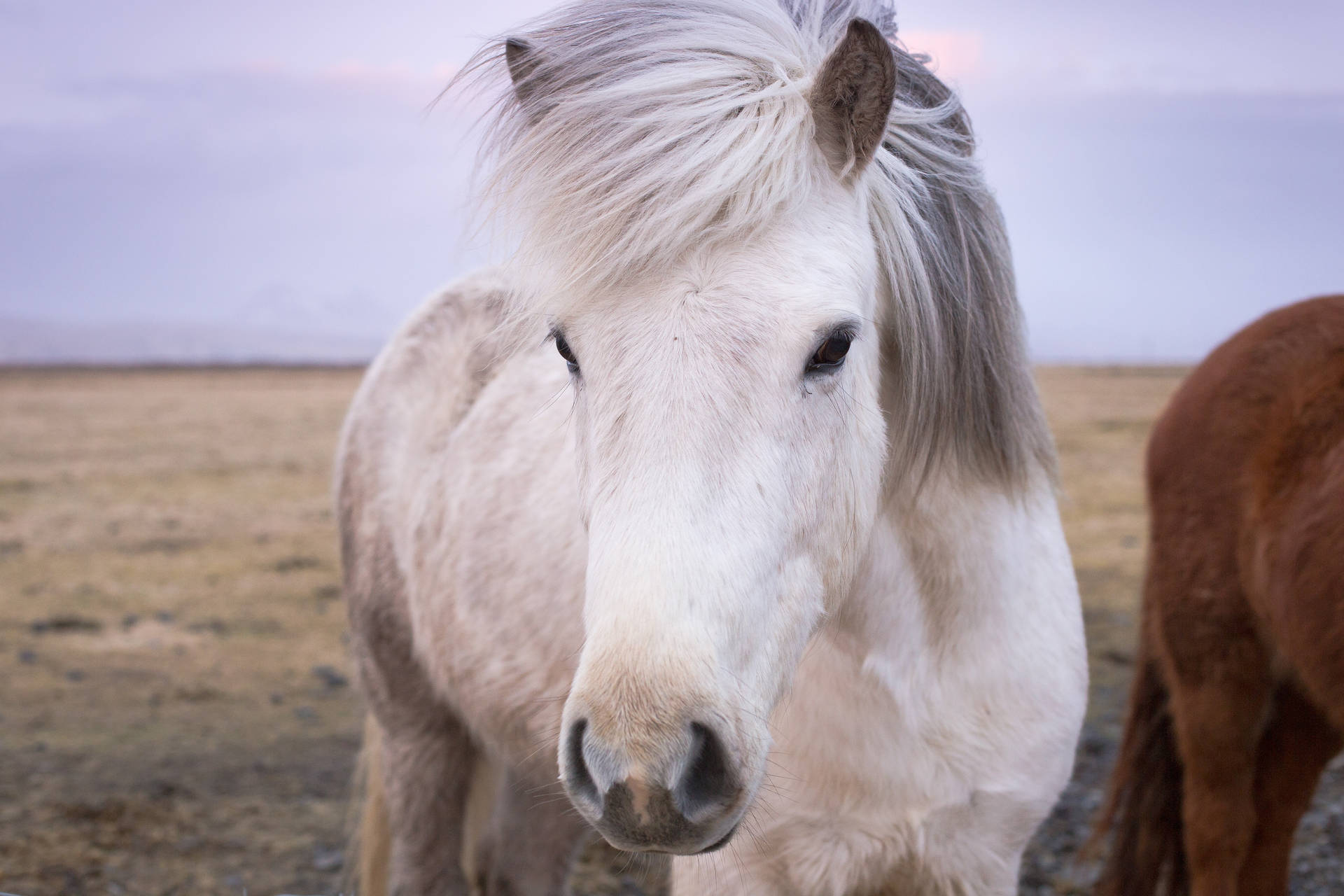 White Icelandic Horse Face Background