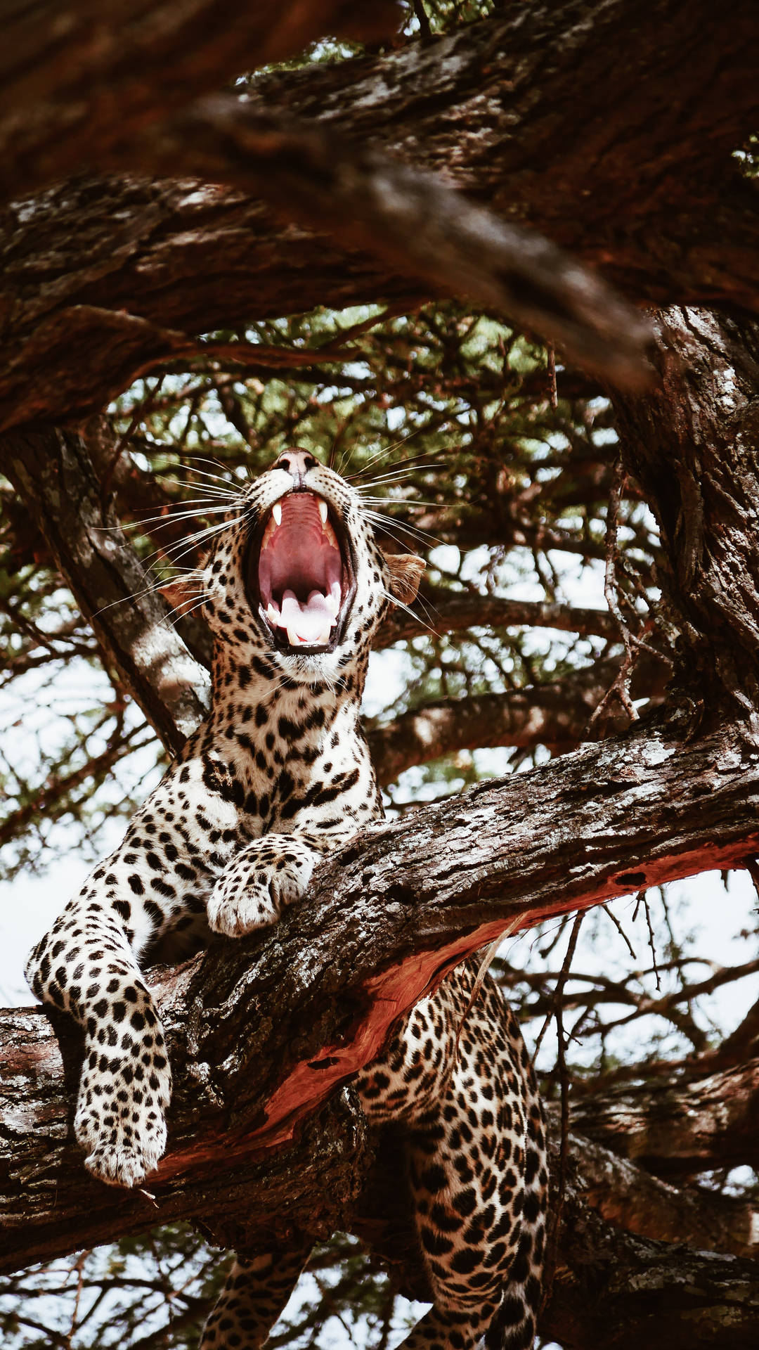 White Jaguar Mouth