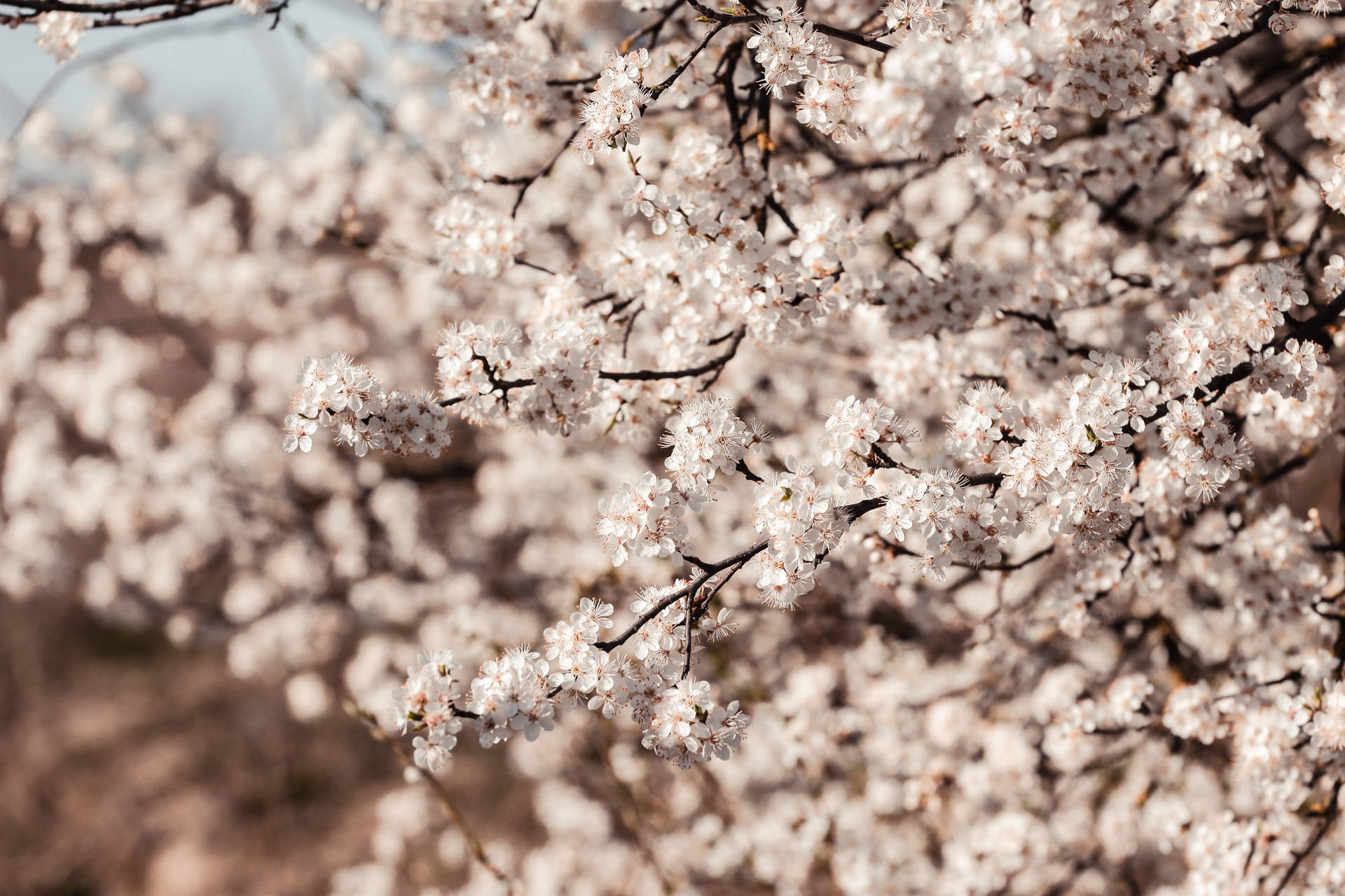 White Japanese Sakura Blossoms