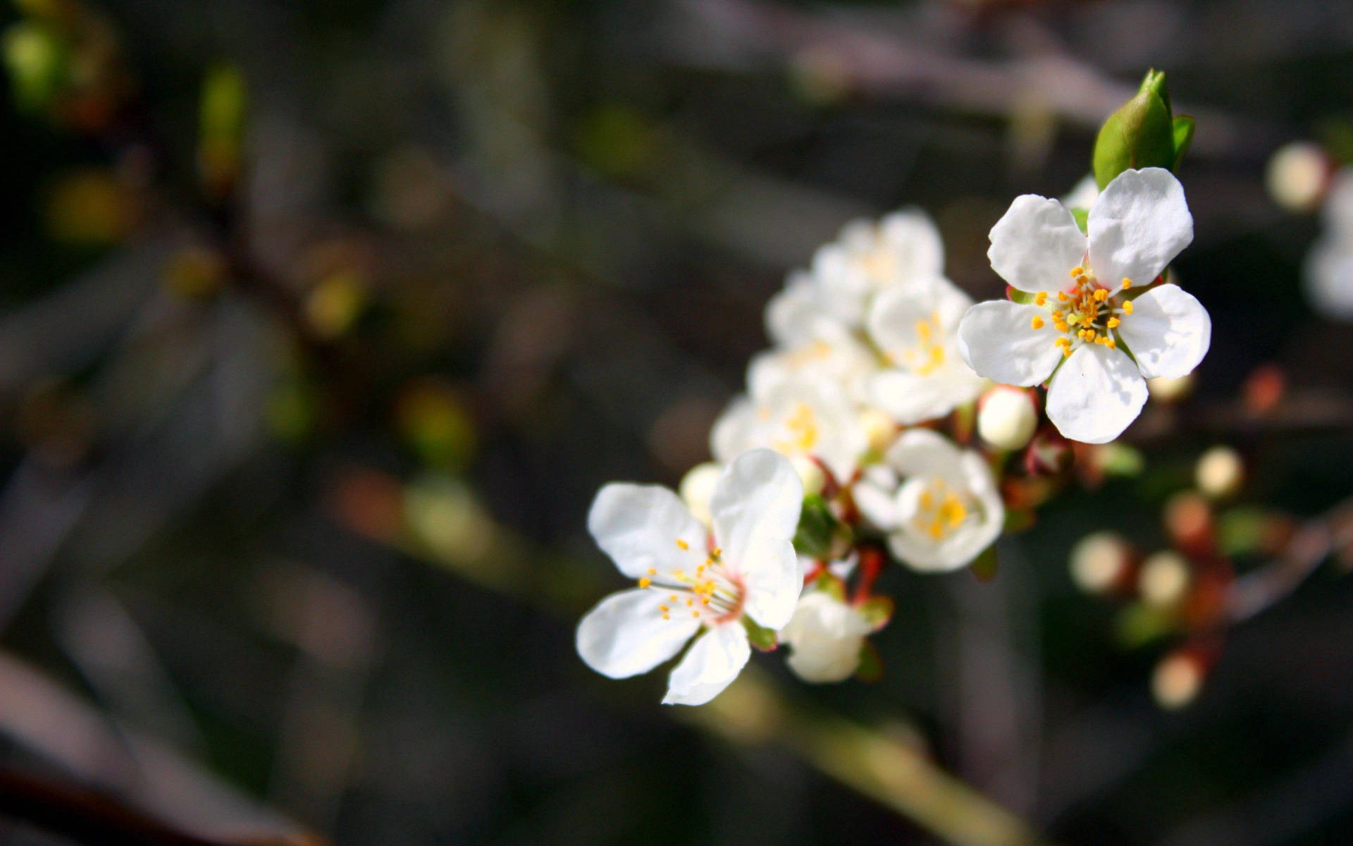 White Japanese Spring Flowers Background