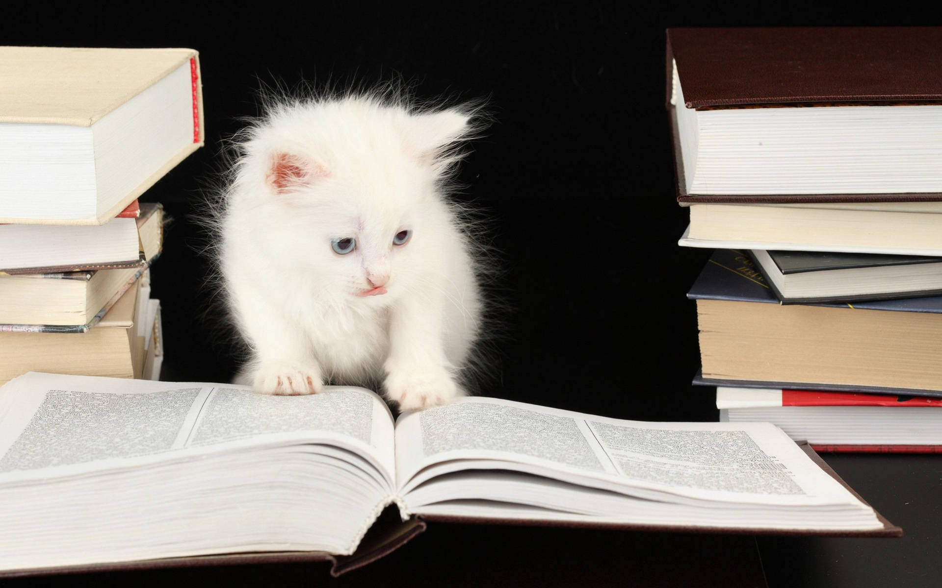 White Kitten Studying